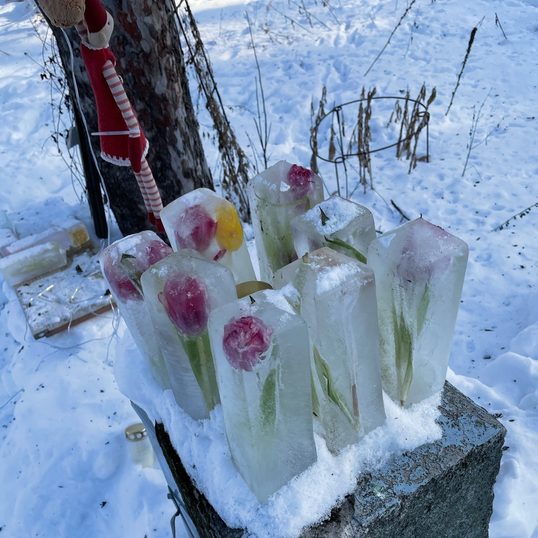 ice blocks that have frozen tulips inside them