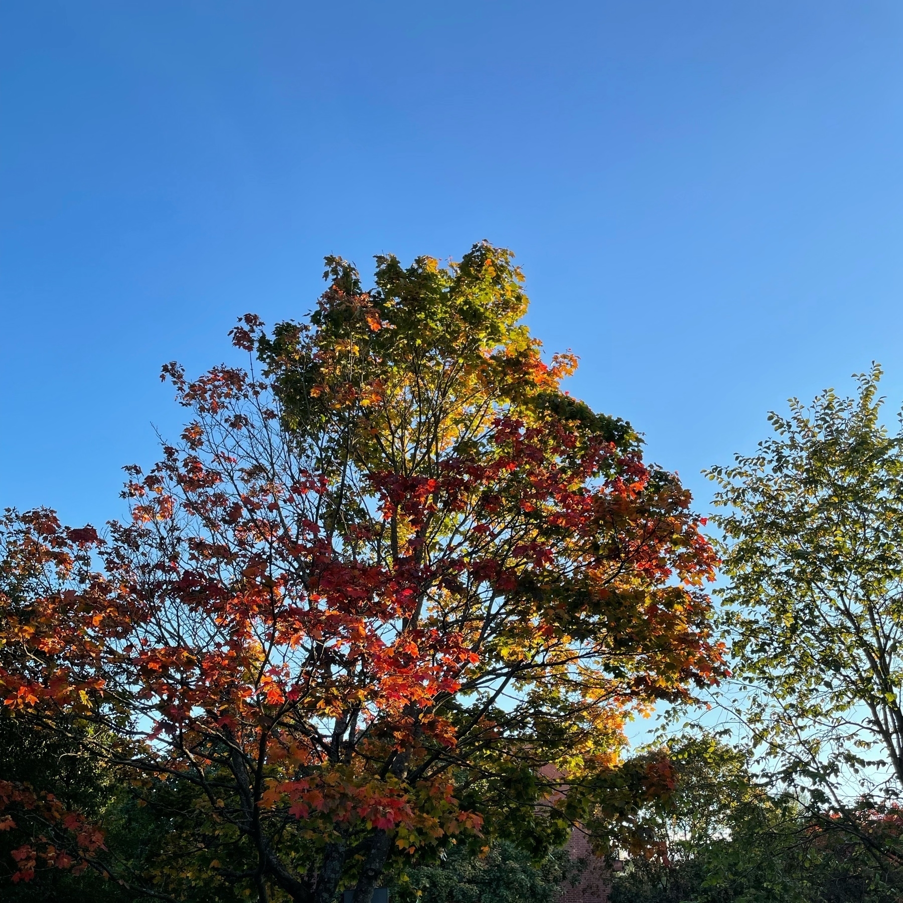 a maple tree with yellow and red leaves against the sun at the back