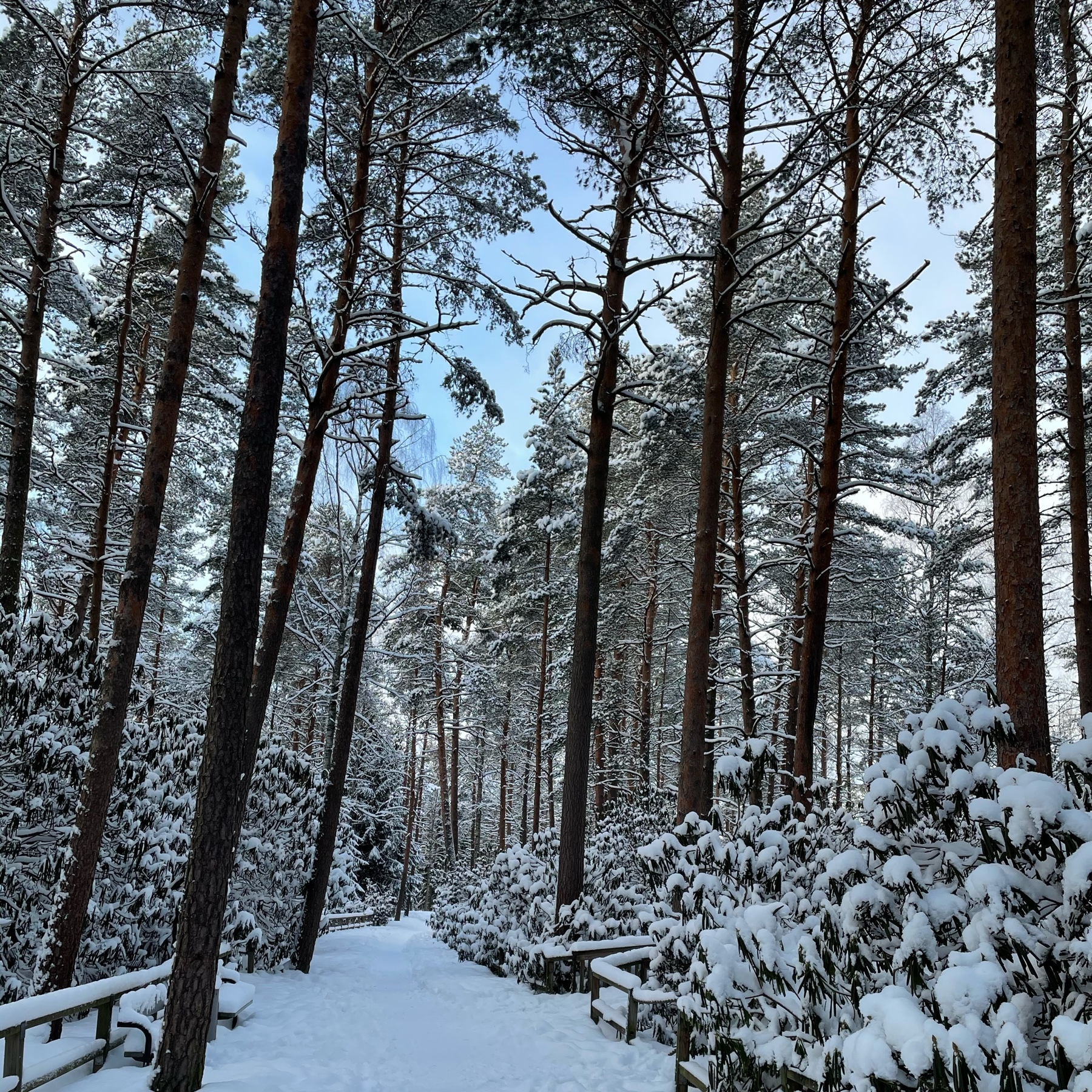snow, a lot of it, wide path through a forest, evergreen rhododendrons covered in snow