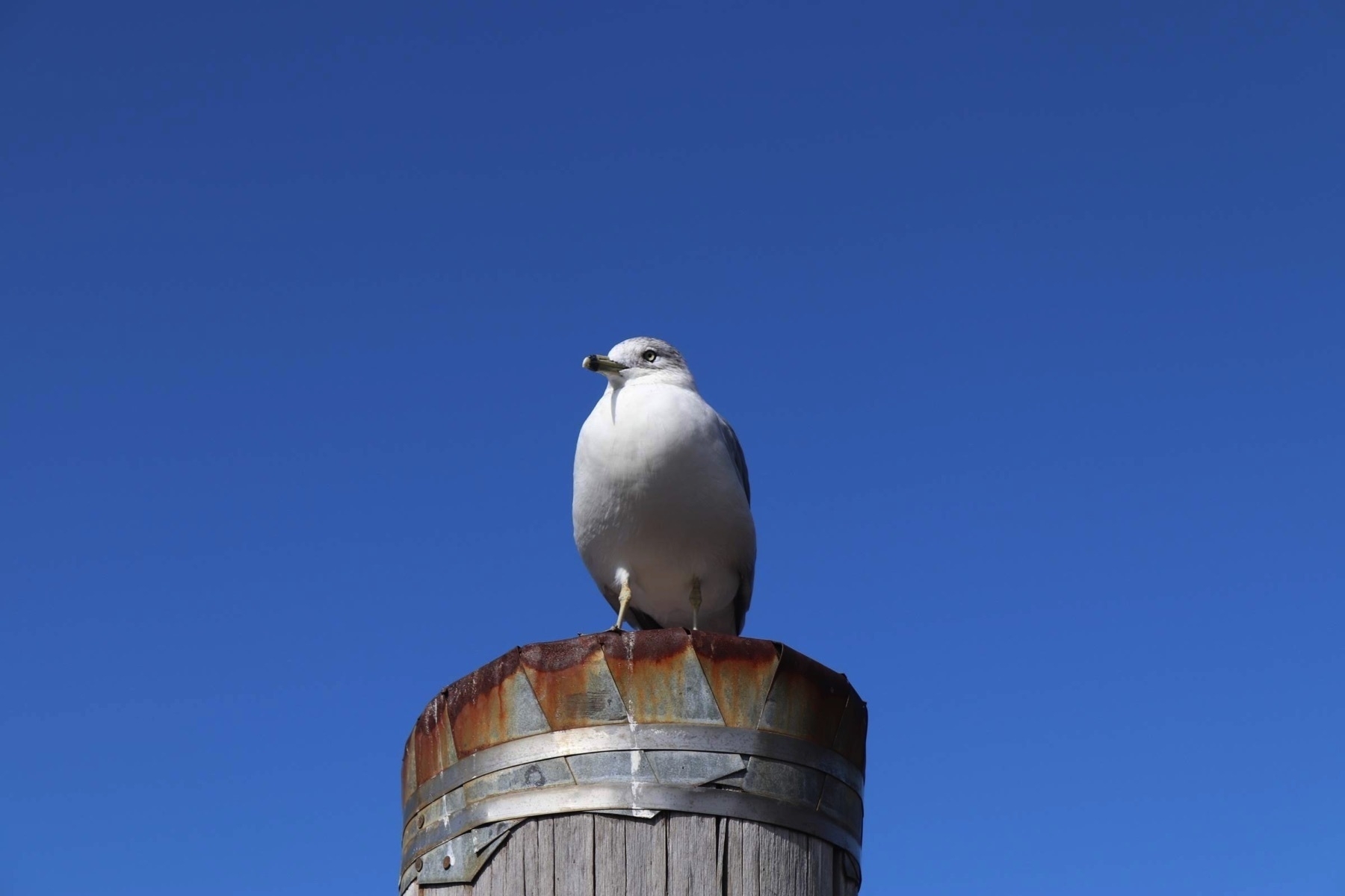 This seagull or Чайка is just sitting on top of a pillar. Pic taken October 2019