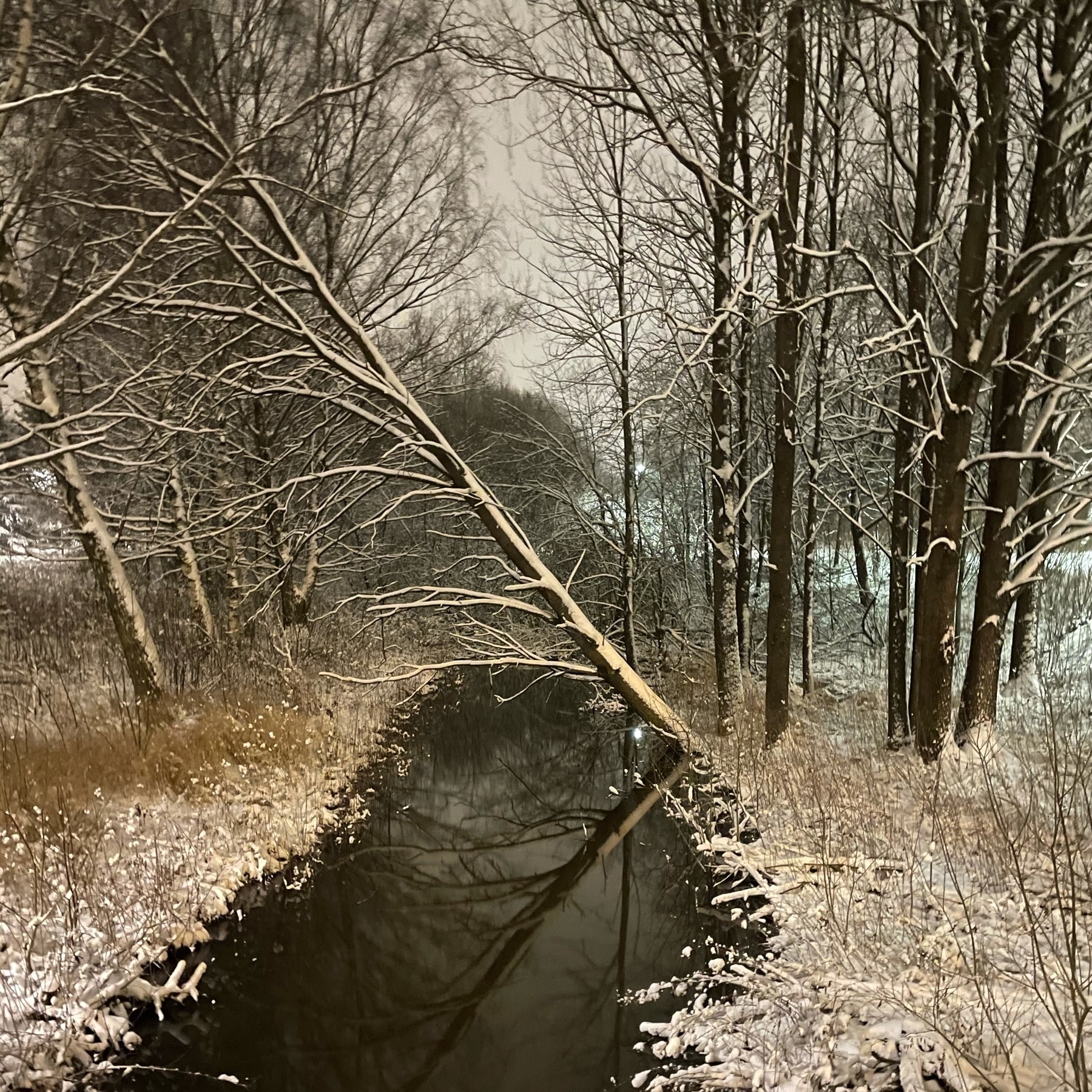 snowy trees leaning over a dark stream still flowing free