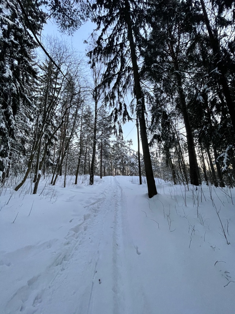 wintery track in forest
