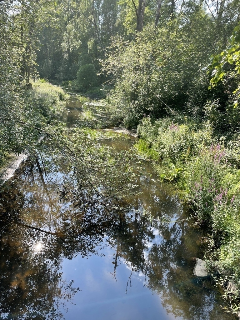 stream in a forest on a hot day