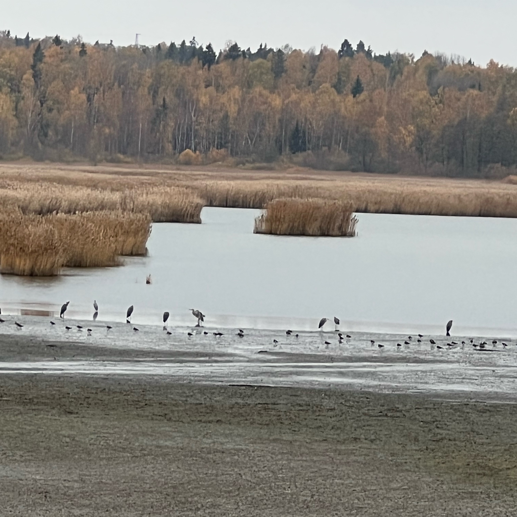 eight grey herons standing by the waterline