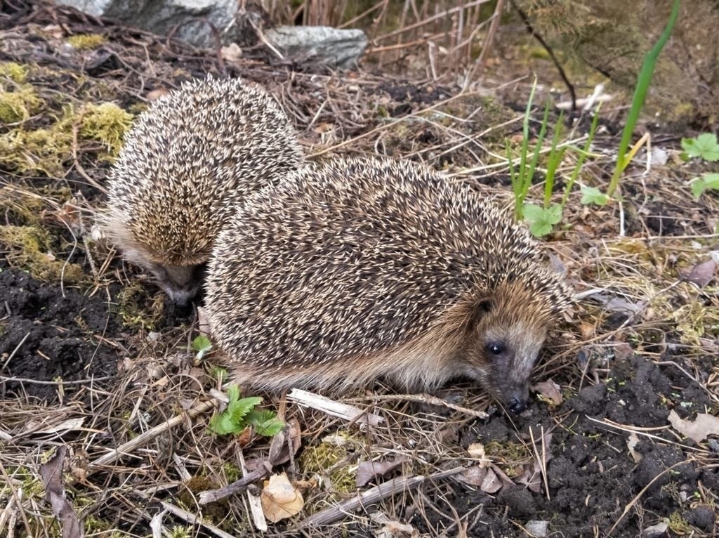 actual hedgehogs, two of them