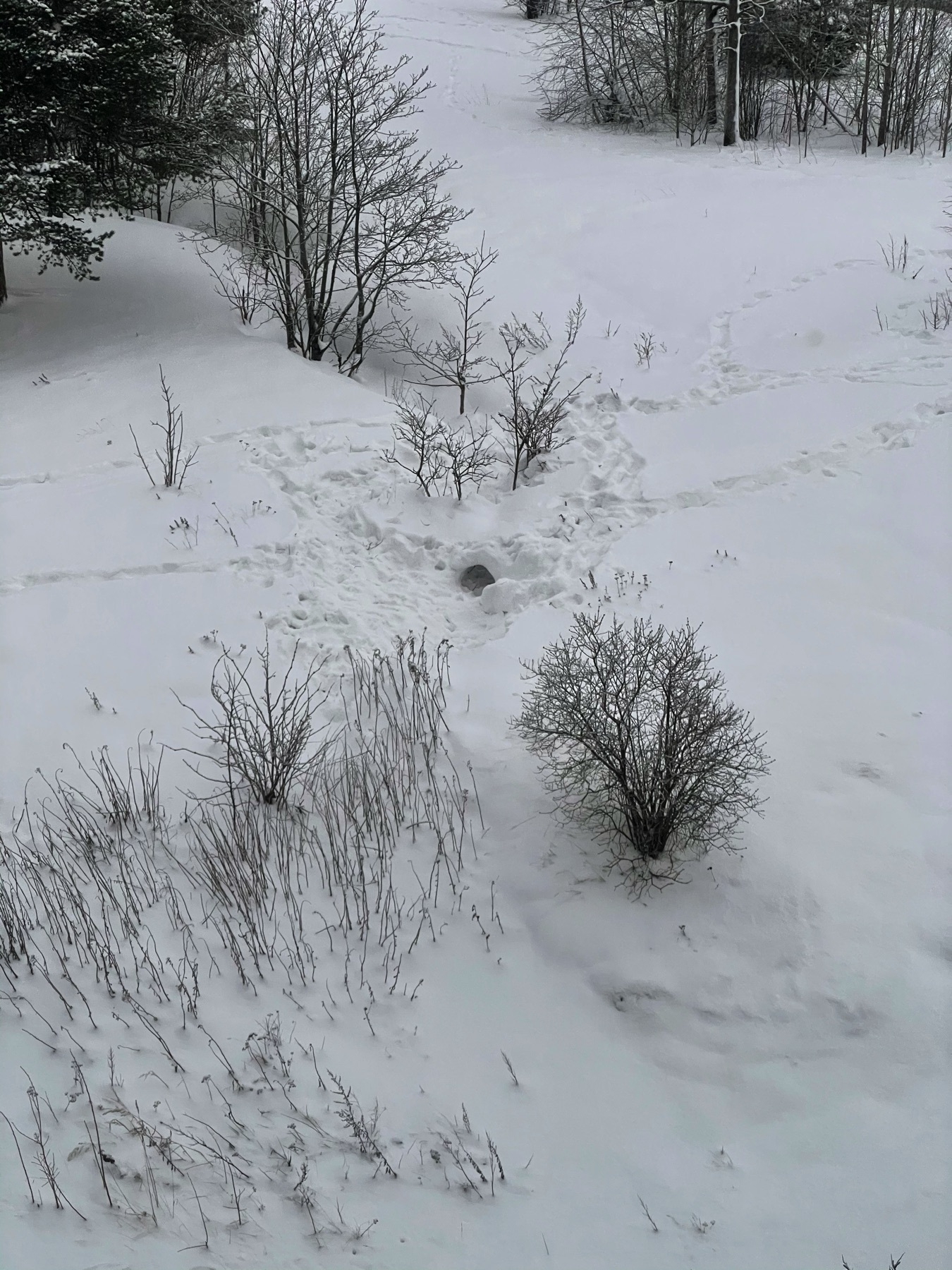 snowy hill from window, some winterseeder plants pushing through snow