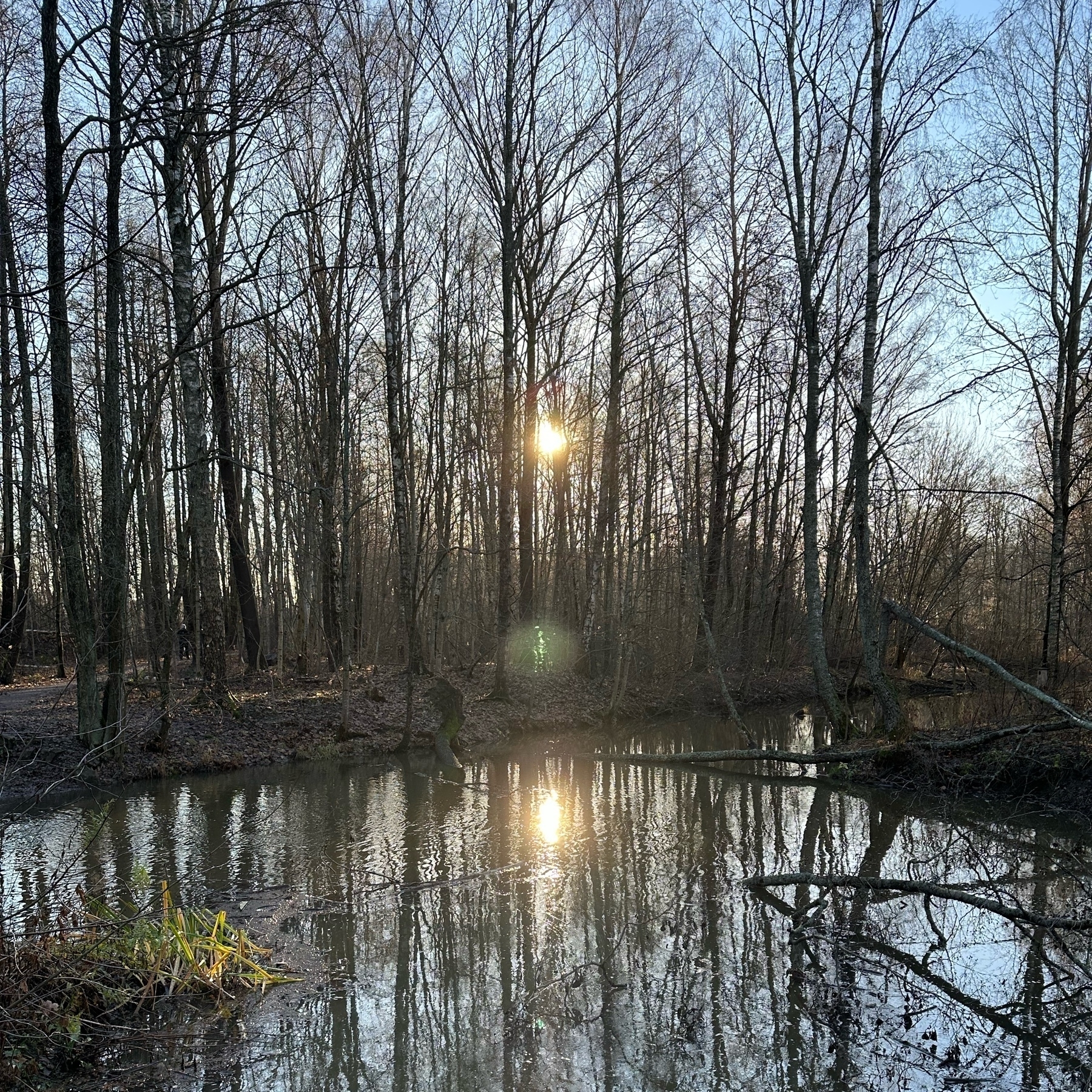 sun reflecting from a muddy pond. leafless trees stading over a muddy path