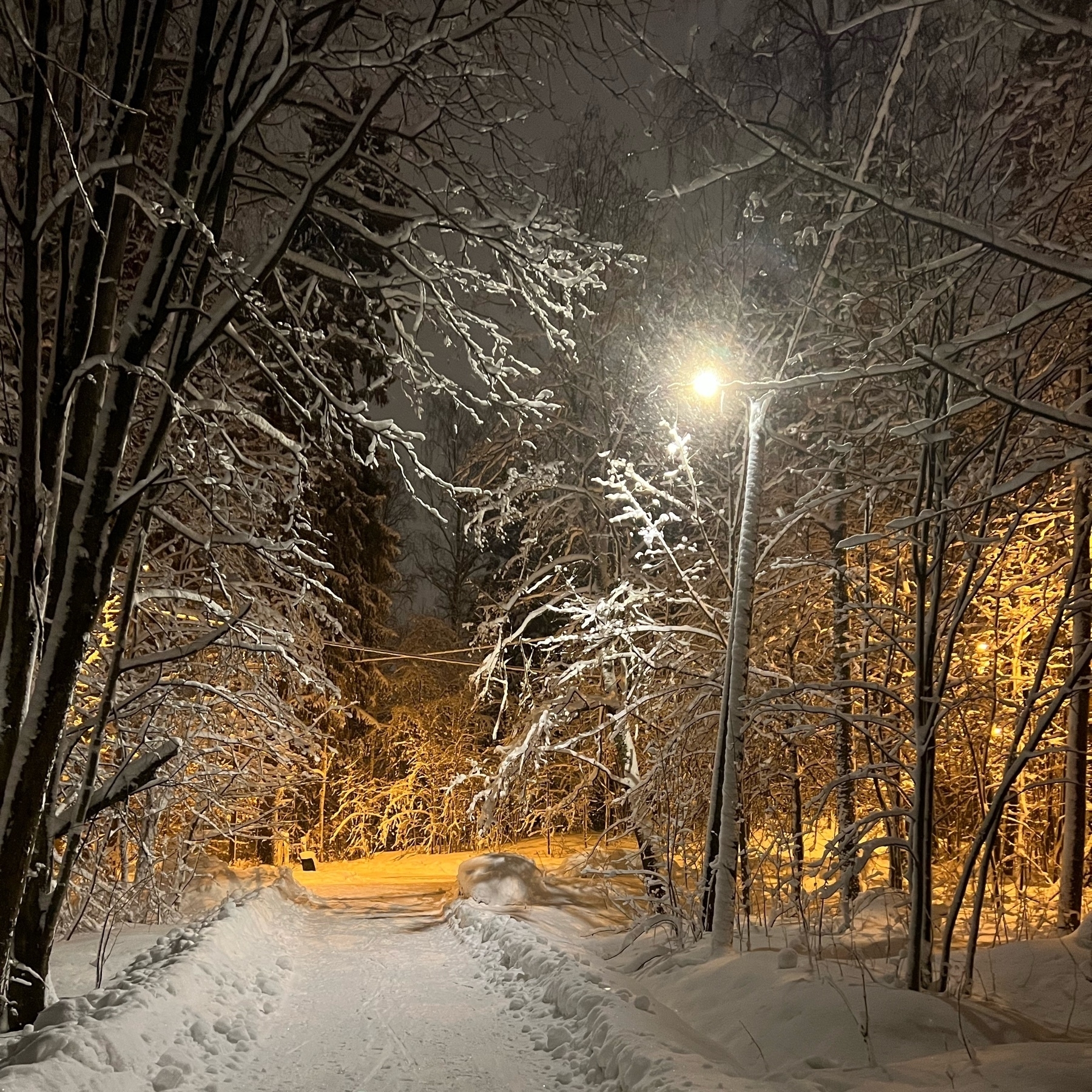 snowy forest track with snow covered trees and a street light