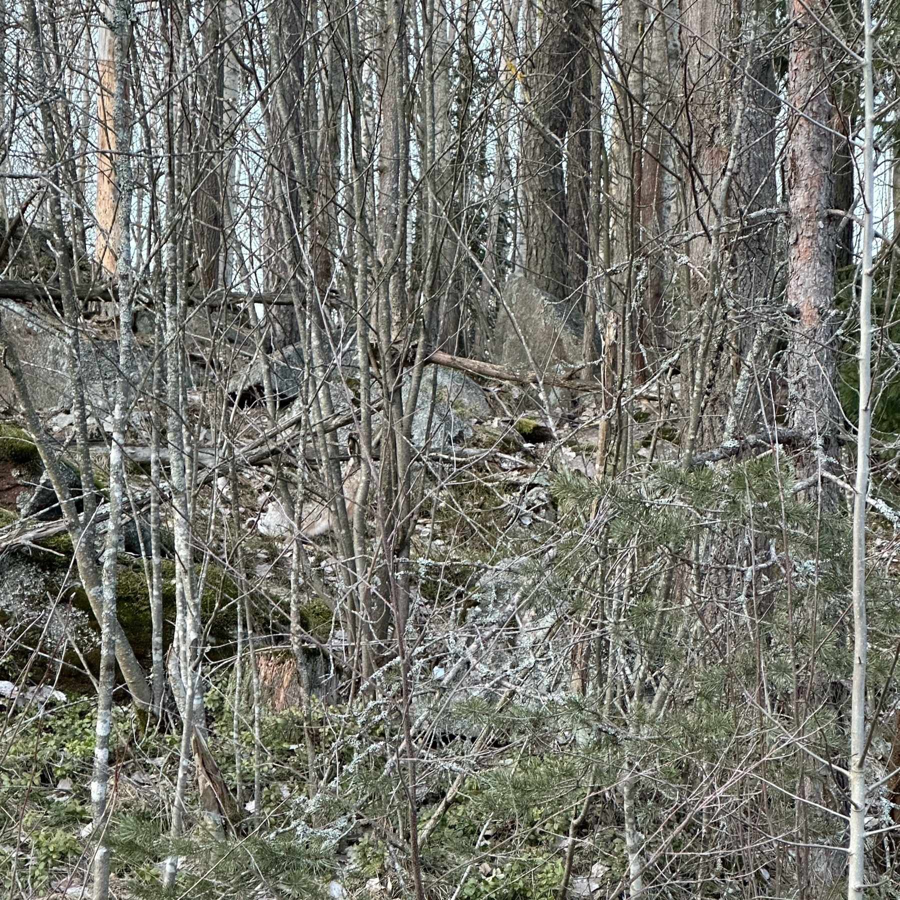 hare hiding in under brush between small trees and rocks. Barely noticeable