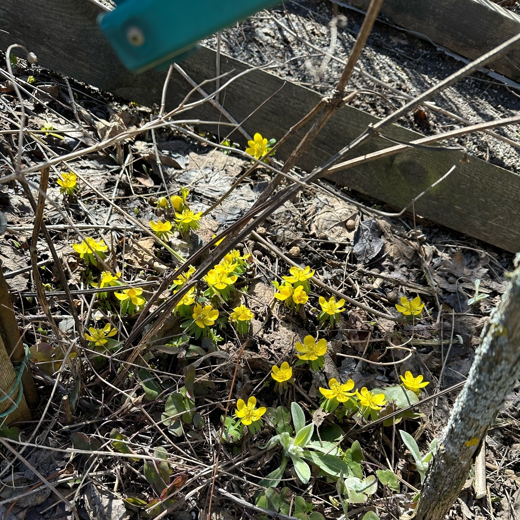 yellow flowers on gray undergrowth after the winter