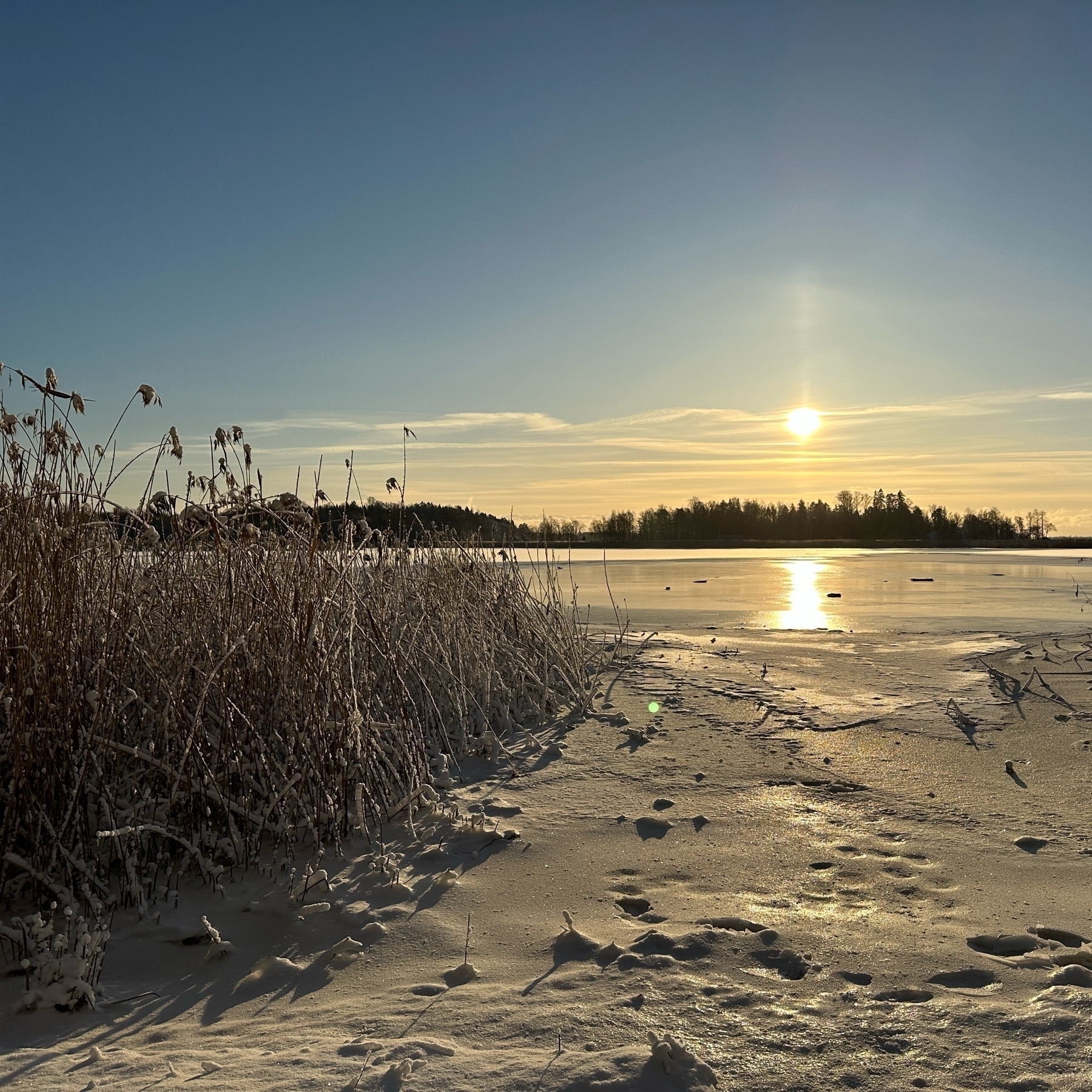 snow covered reeds by the sea, thinly frozen sea and sun piercing through clear skies