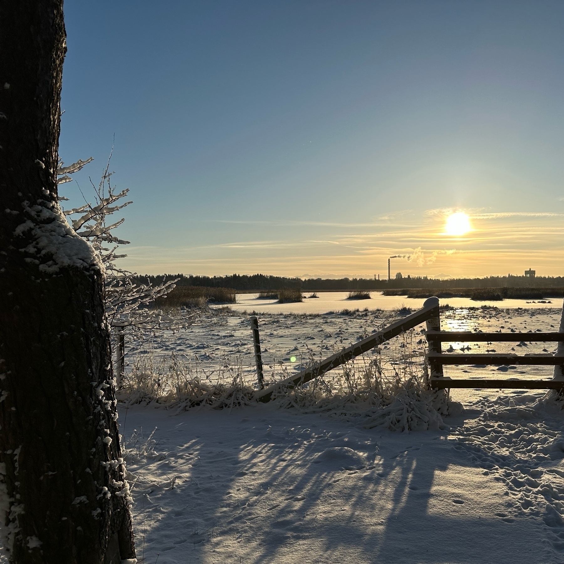 mid-day sun on a winter day seen past trees and a tall fence of a pasture