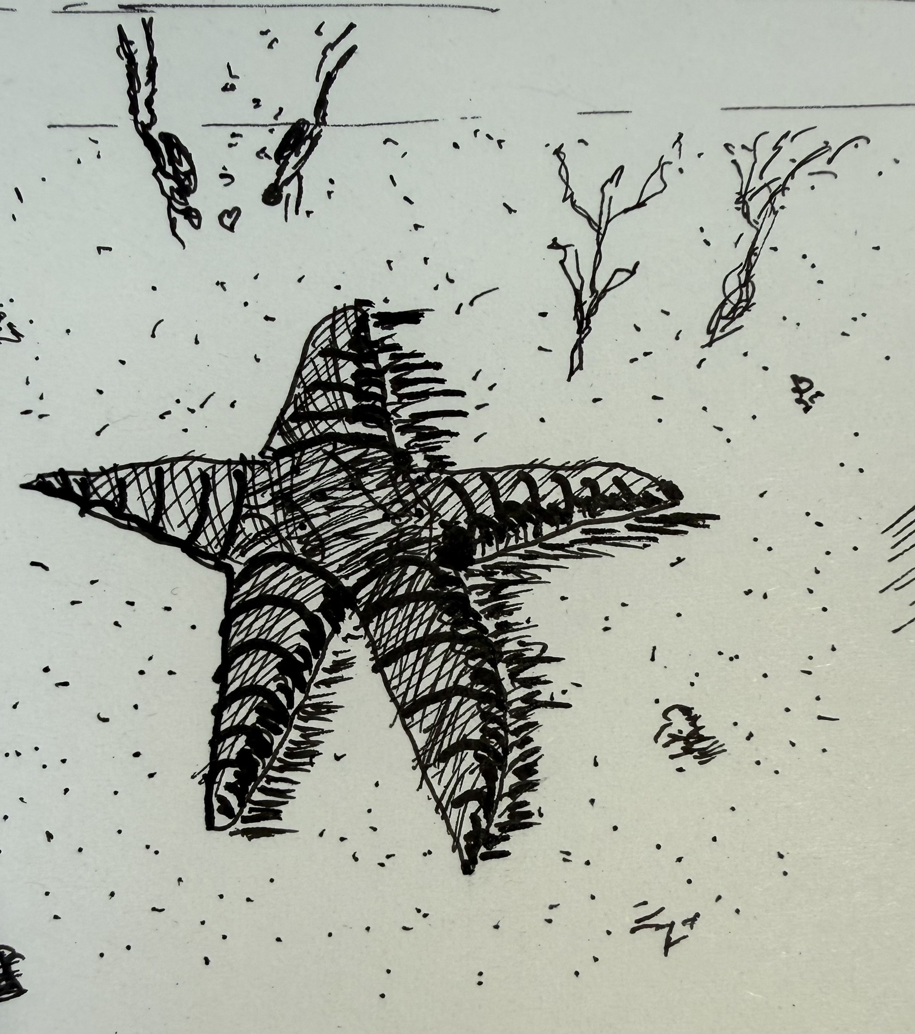 Rough sketch with ink: giant starfish at the bottom of sea. Two tiny scubadivers loving it
