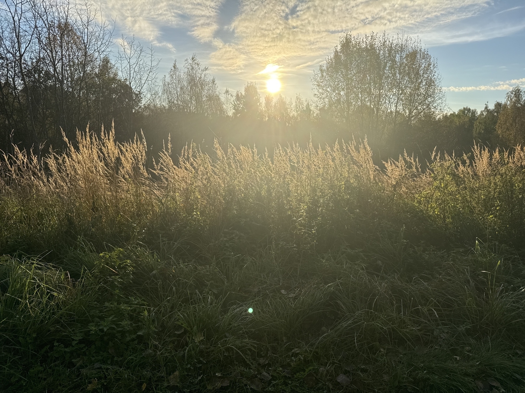 Sun smiling through trees and some very tall, Autumny grass