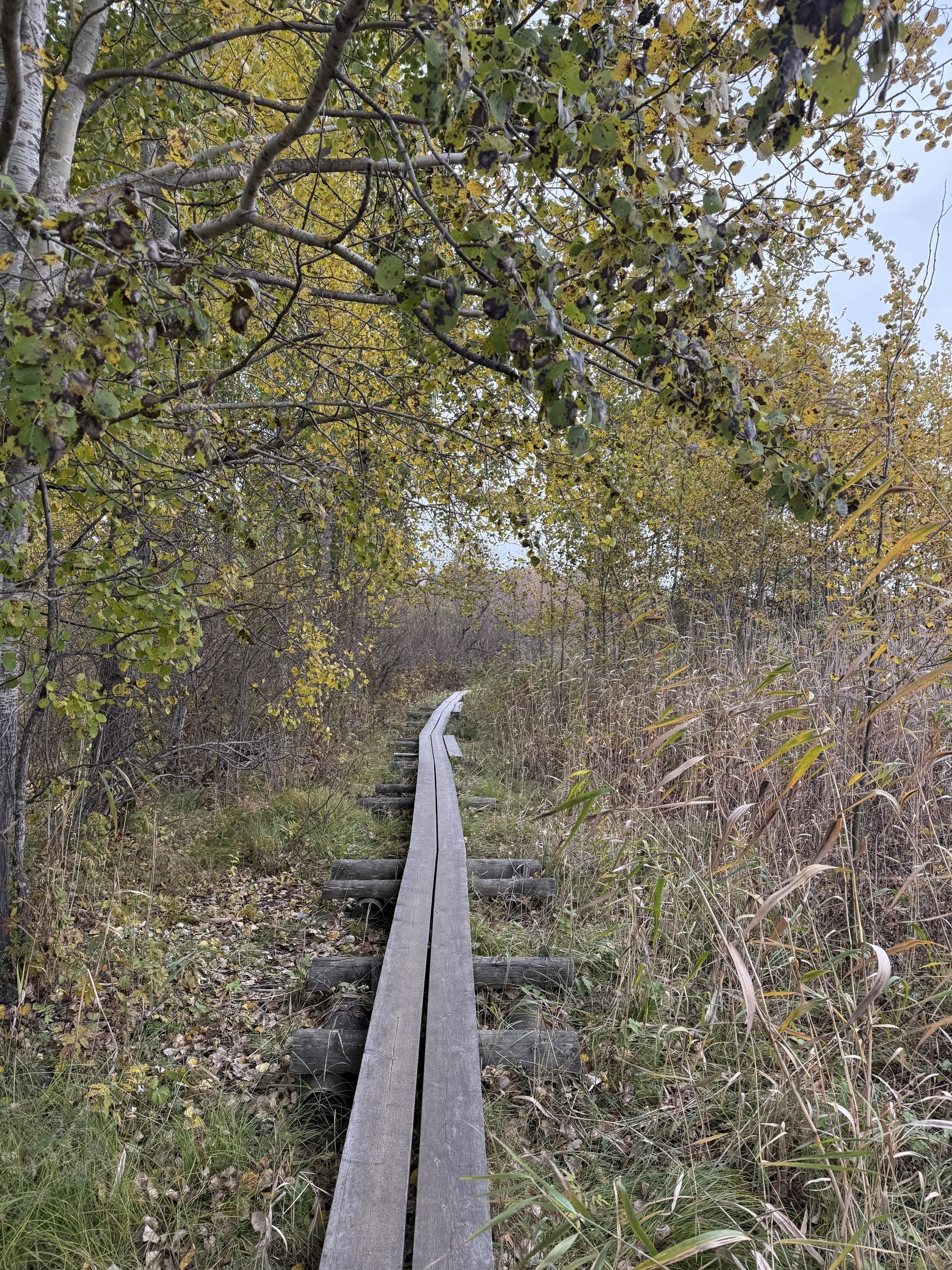 Duckboards going forward between trees and tall grass. Leaves are dry, lost their green and falling down