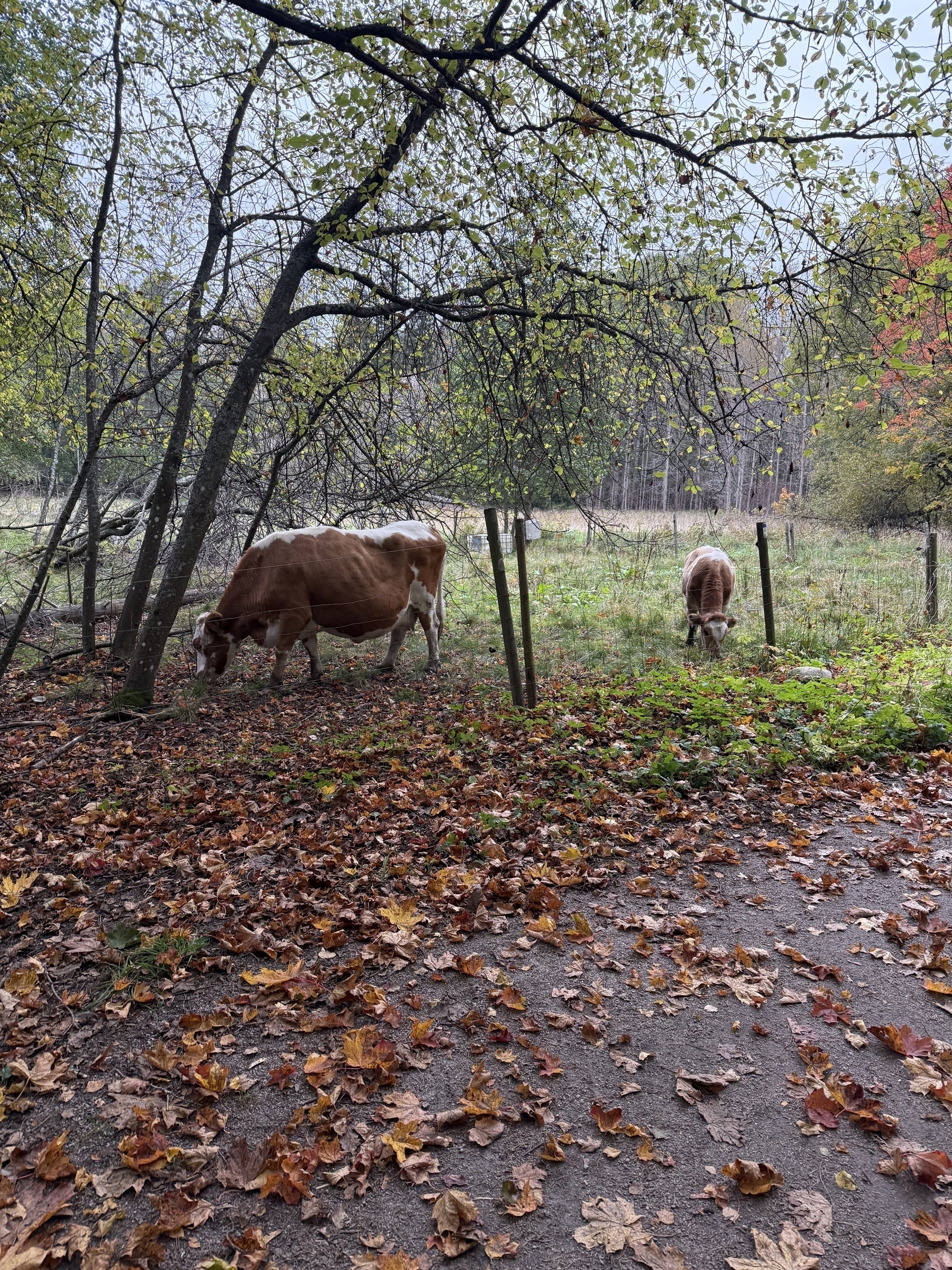 A cow and its spring calf. Dry fallen leaves of maple