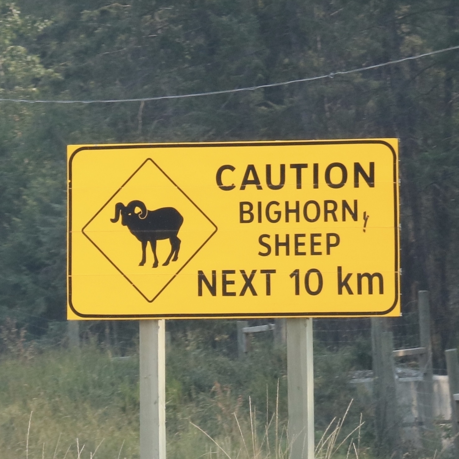 big horn sheep next 10 km