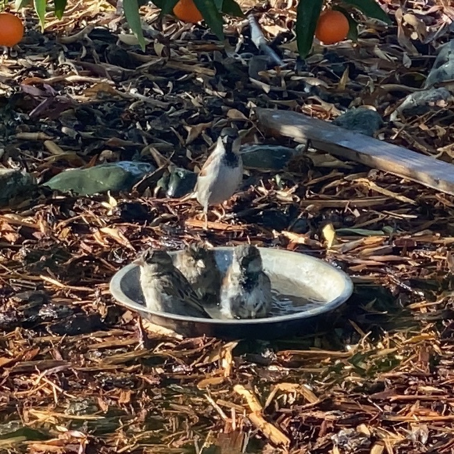 three house sparrows in a shallow birdbath with one sparrow waiting its turn. all under a mandarin tree with ripening oranges.