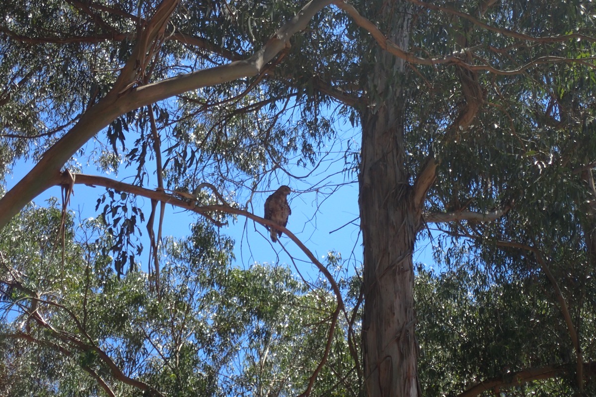 Raptor perched on a Eucalyptus branch