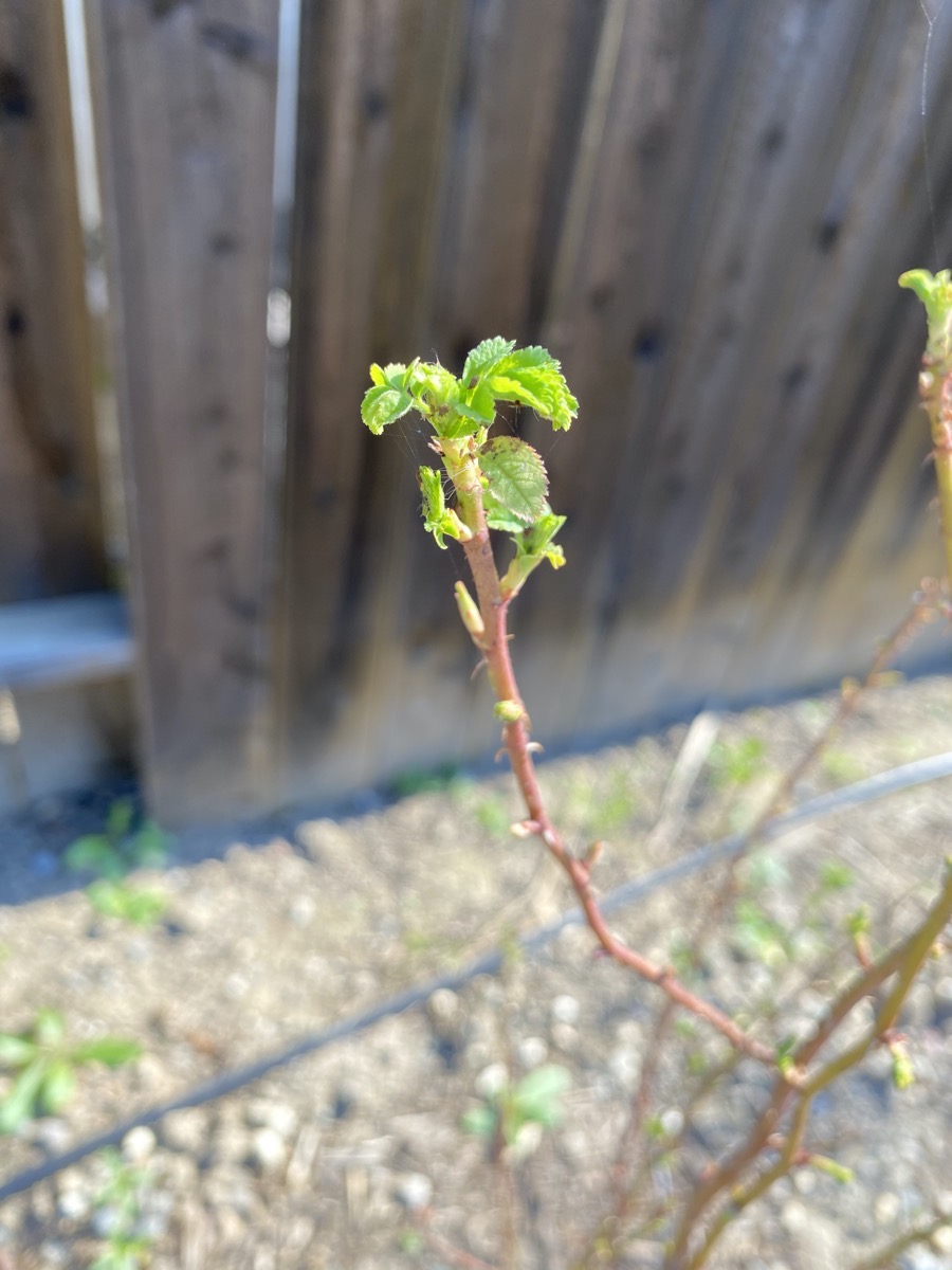 Fresh growth on a California Wild Rose