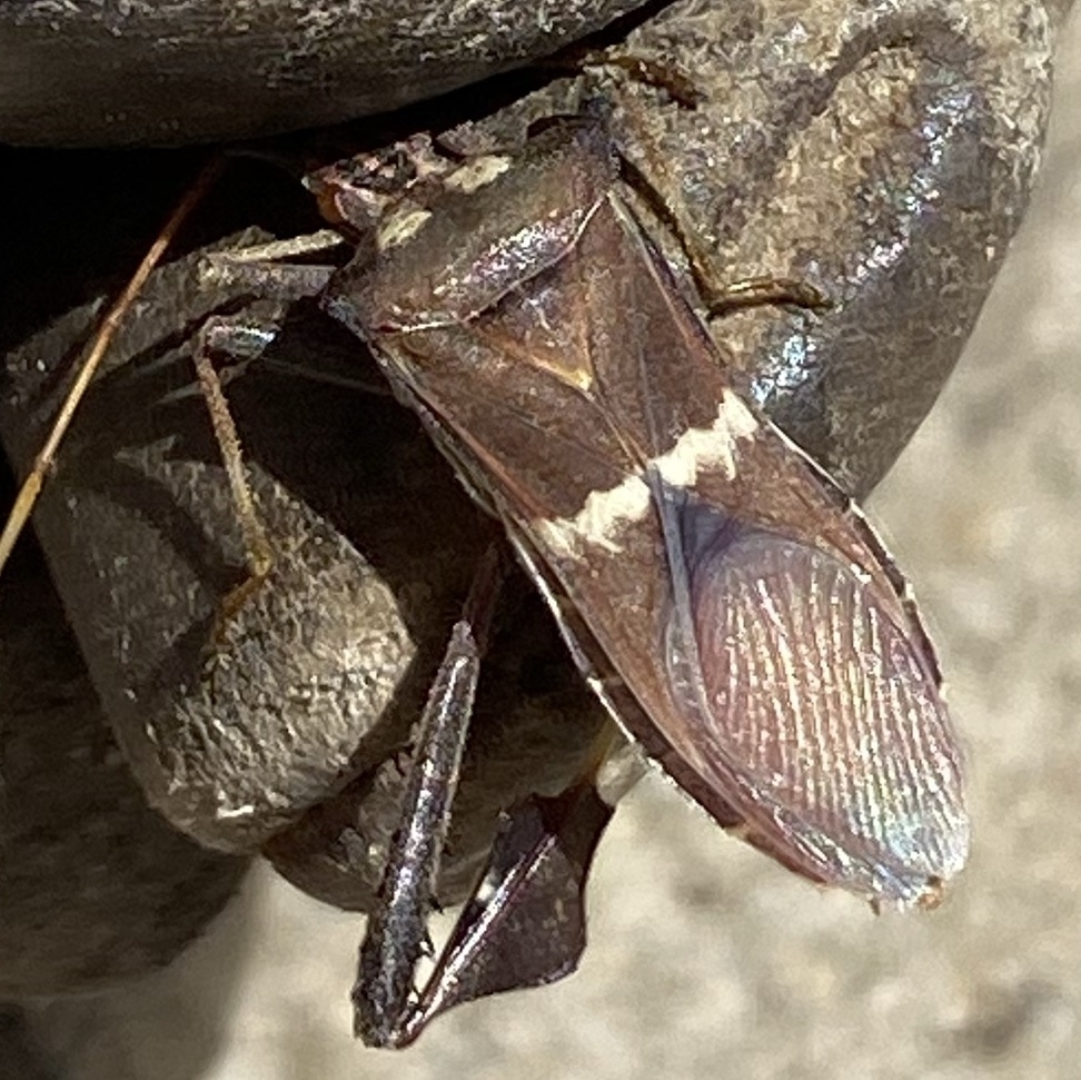 caught Leptoglossus zonatus in gloves showing its zigzag markings