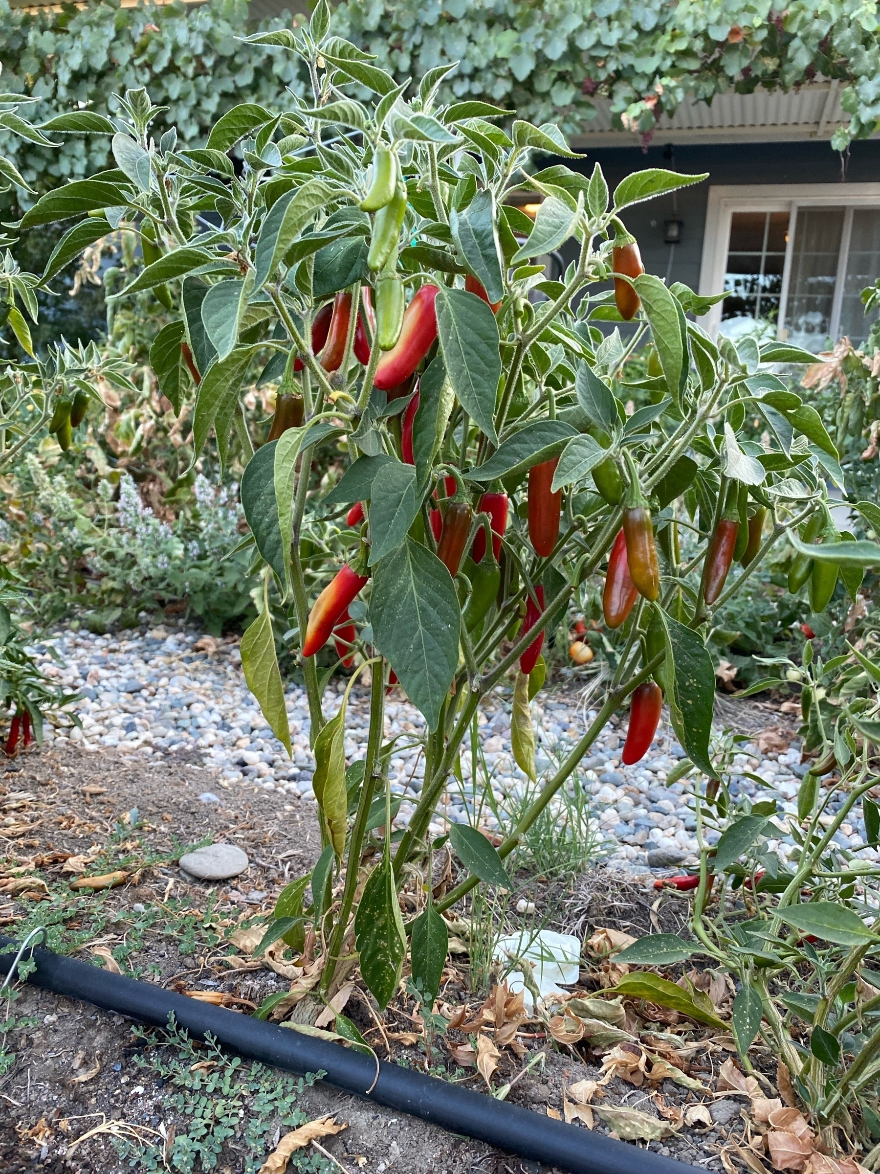 red ripe serrano peppers on a plant