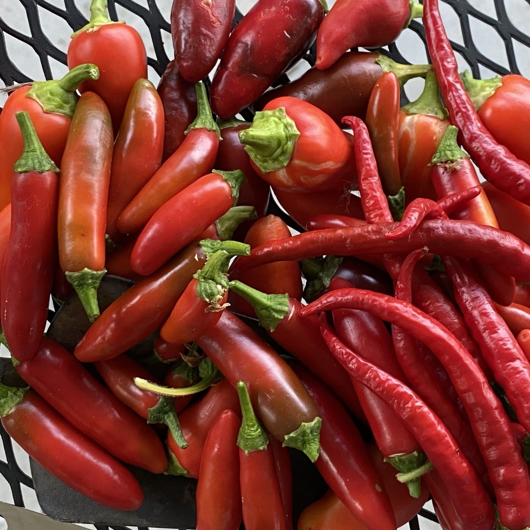 a pile of ripe peppers of various kinds