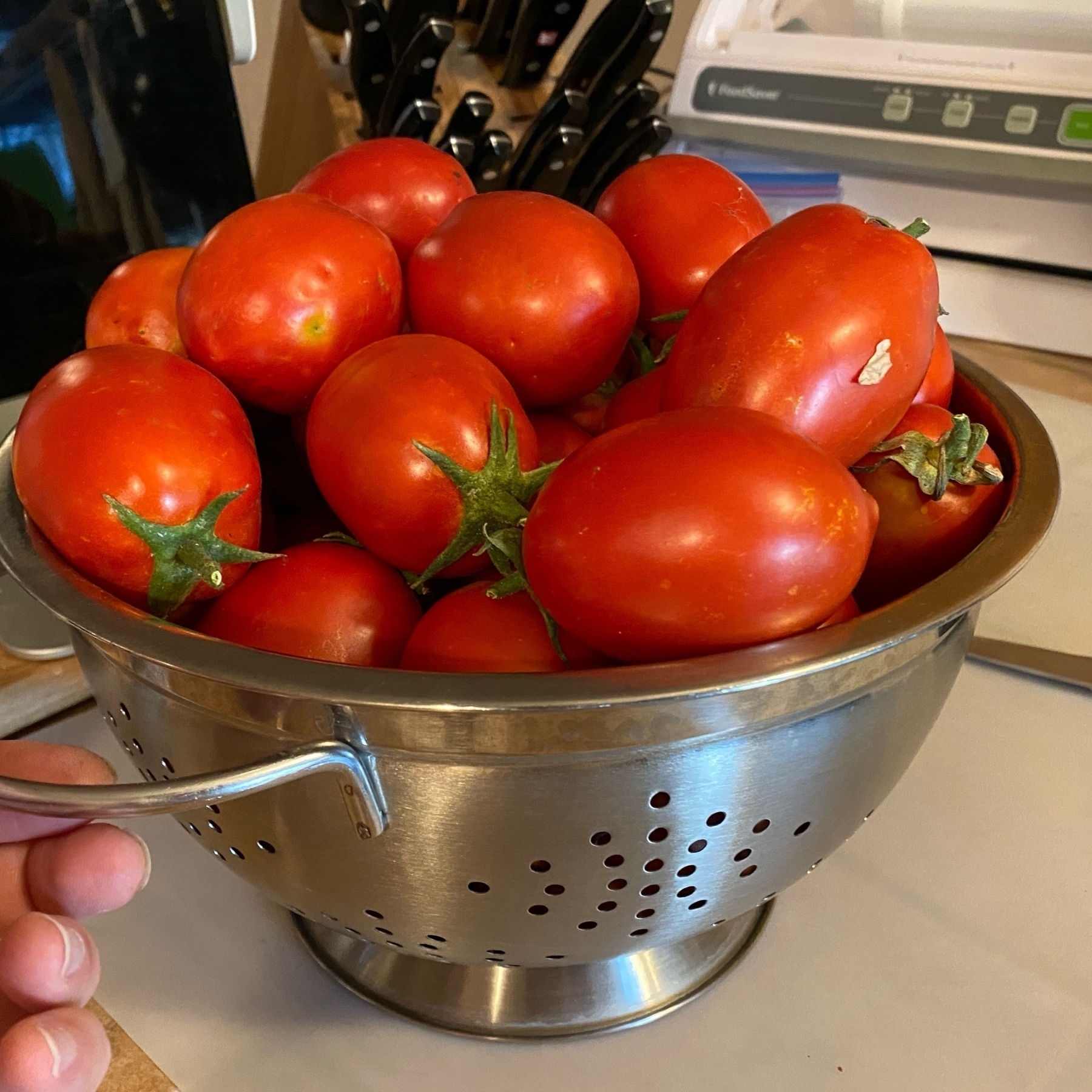 harvested ripe tomatoes, piled high in a metal colander