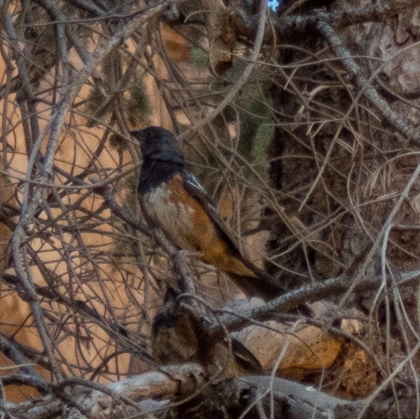 adult spotted towhee with dark red-orange sides