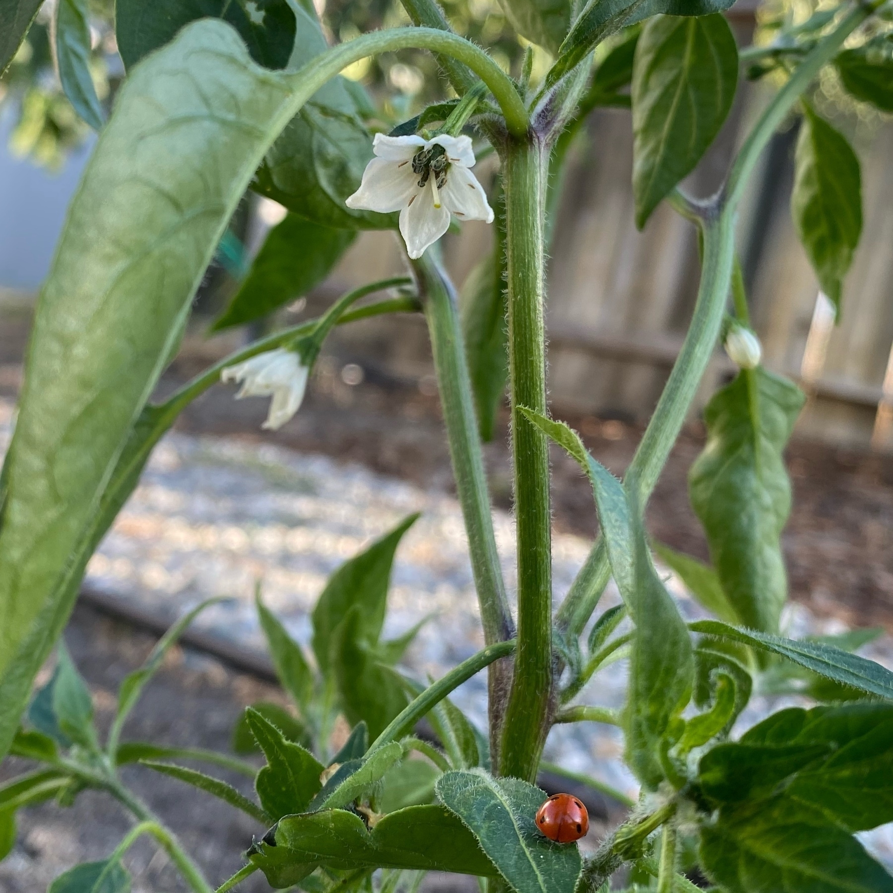white serrano pepper flowers and a deep red ladybug on a leaf