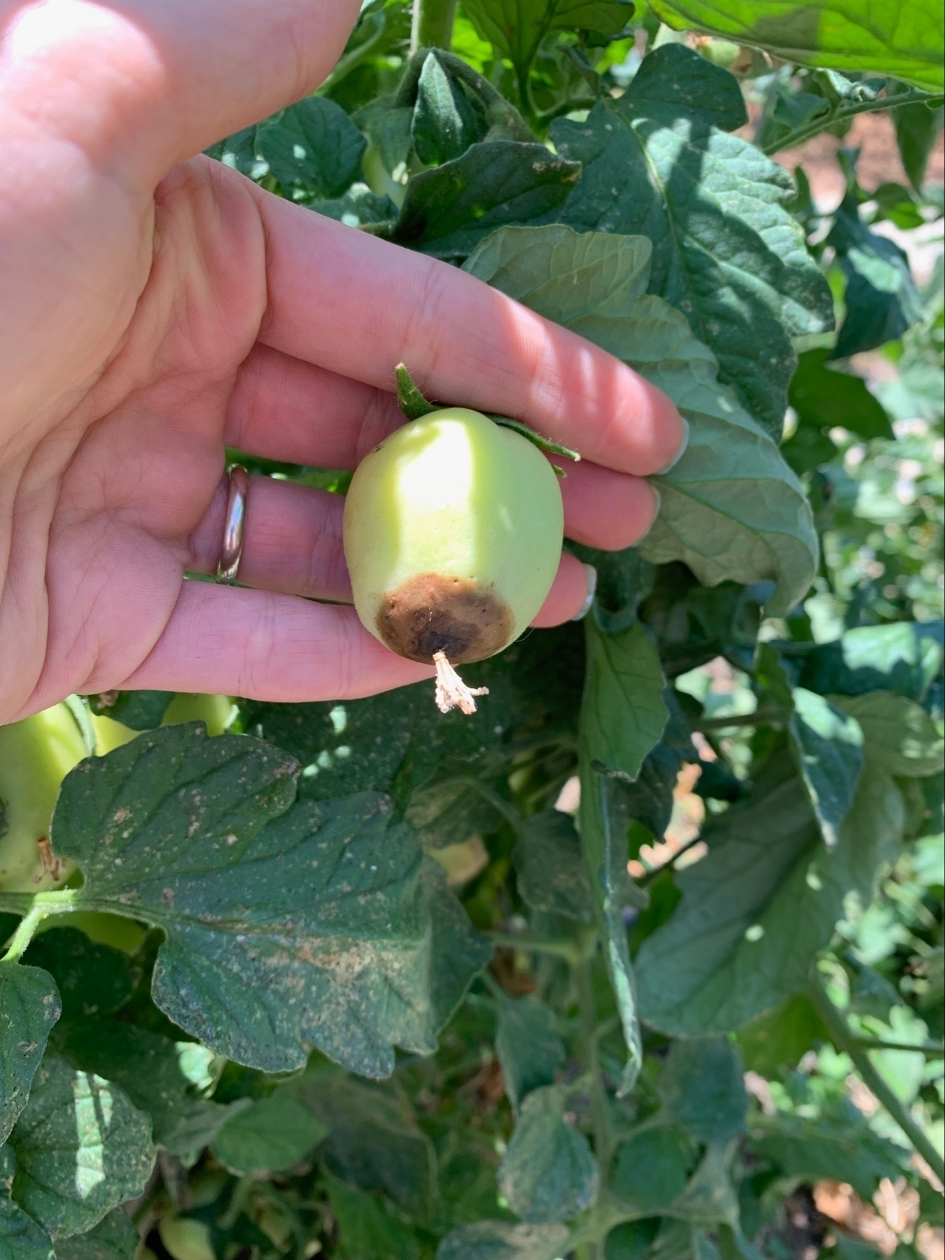 brown end rot on a tomato