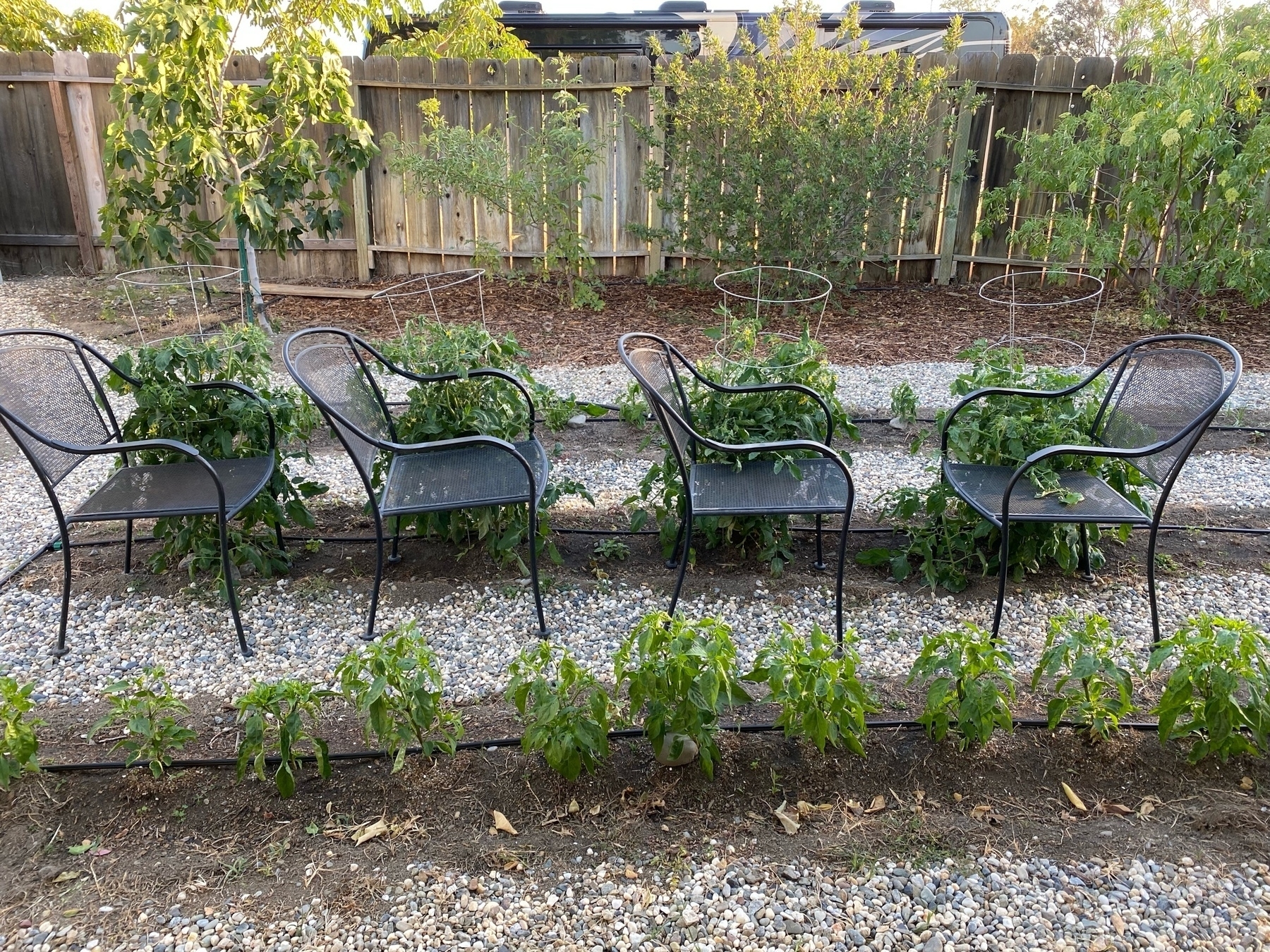 four patio chairs helping to keep tomatoes upright