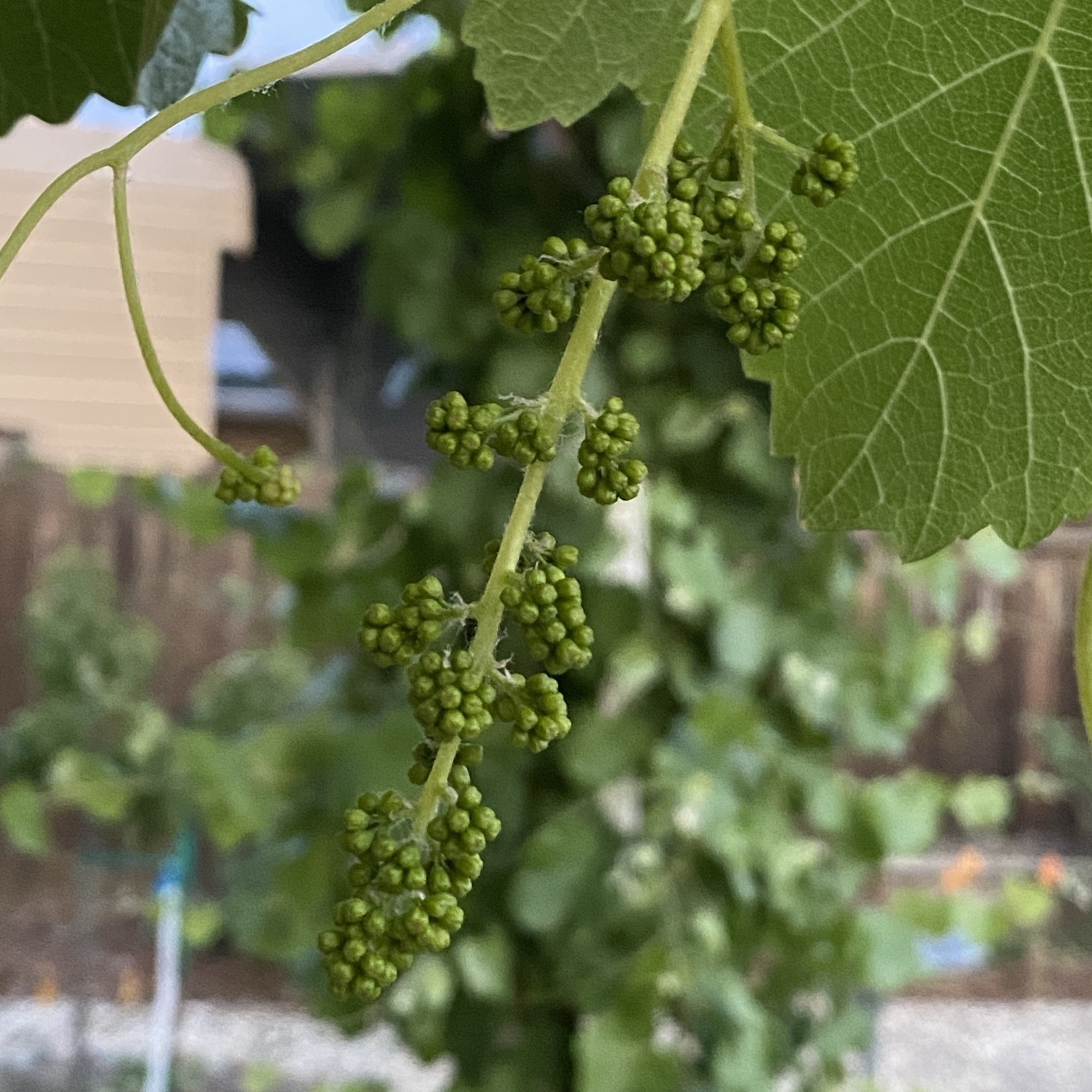 developing clumps of grape flowers