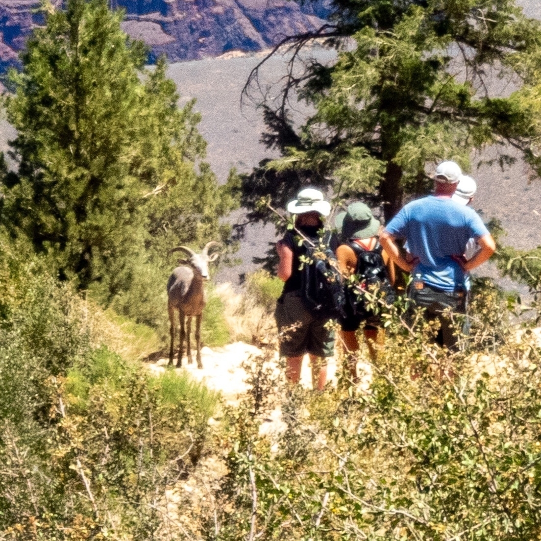 a young big horn sheep on the Trail with some hikers