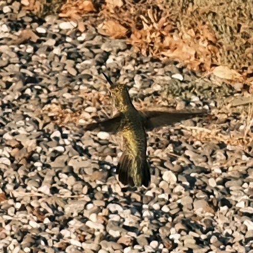 hummingbird hovering above our driveway