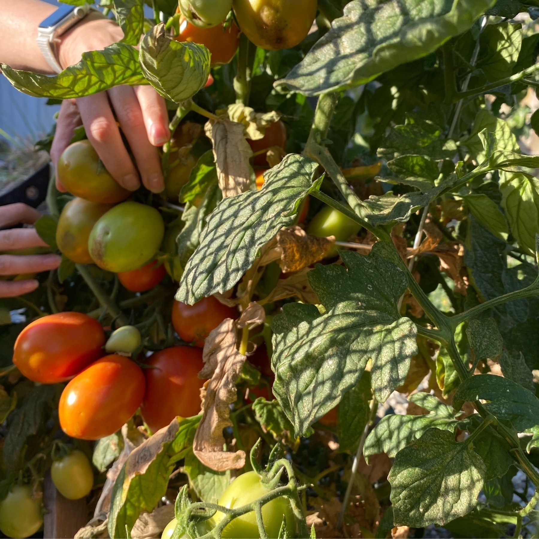 ripening tomatoes on a plant with human hand for scale