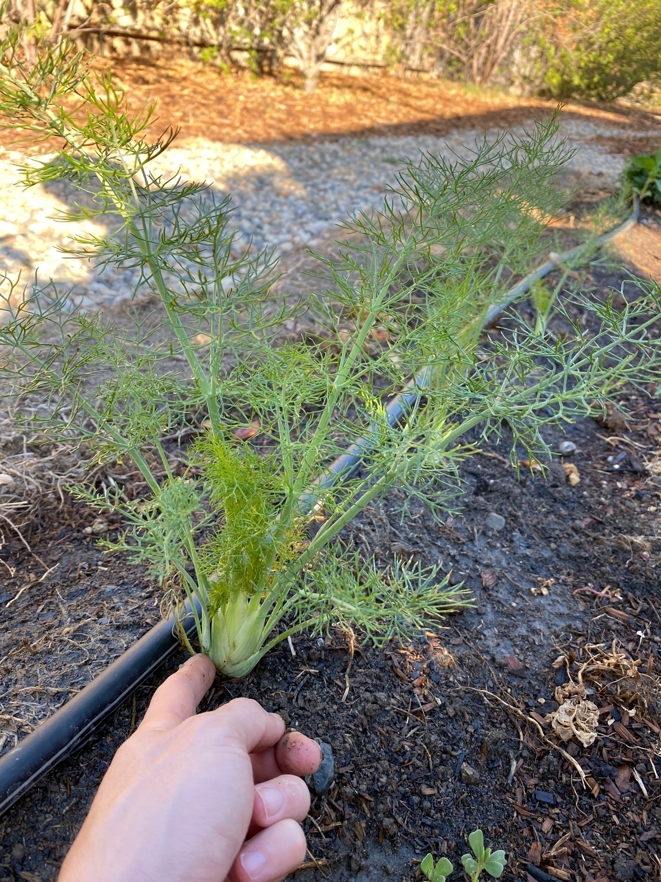 a growing fennel plant