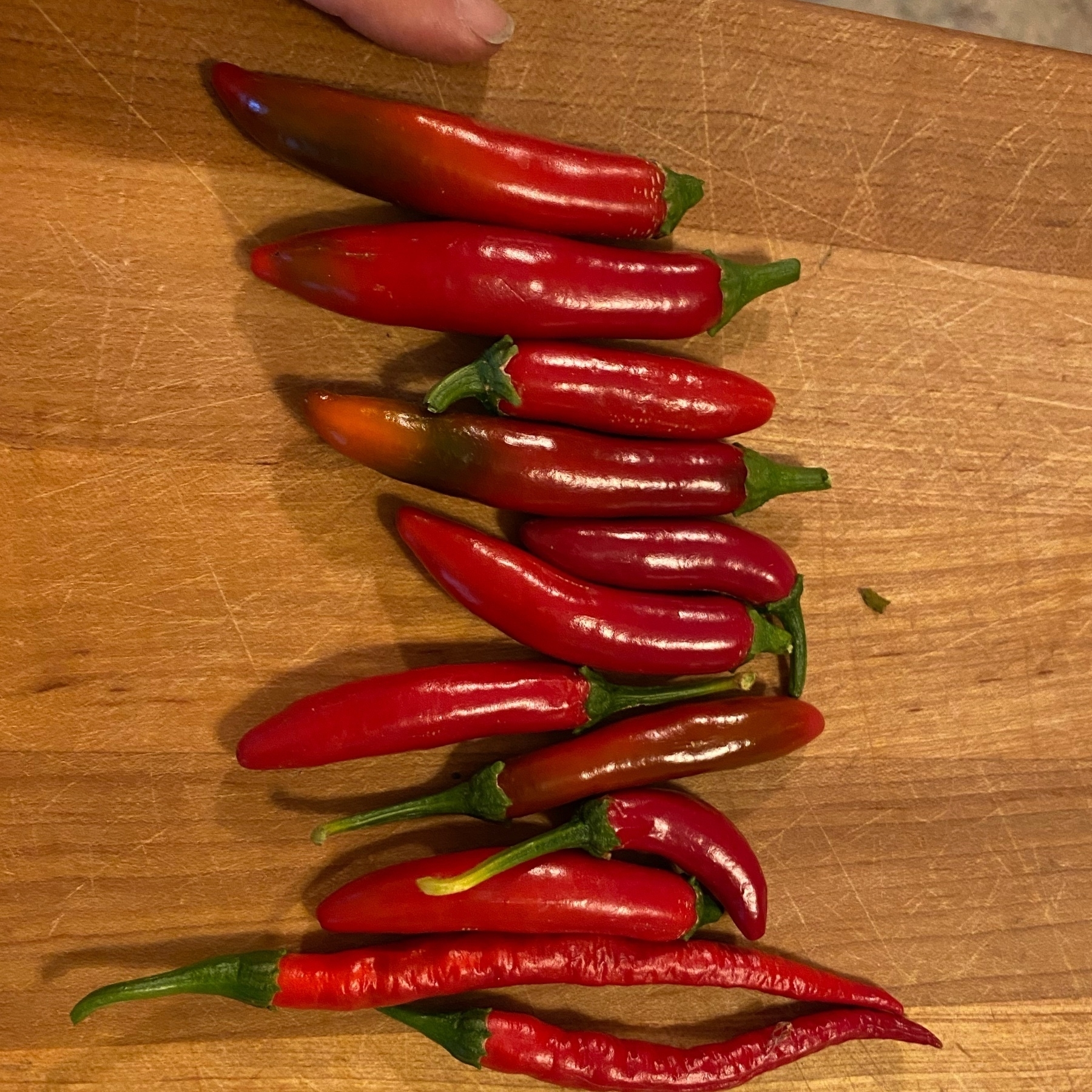 harvested ripe peppers, super shiny and red