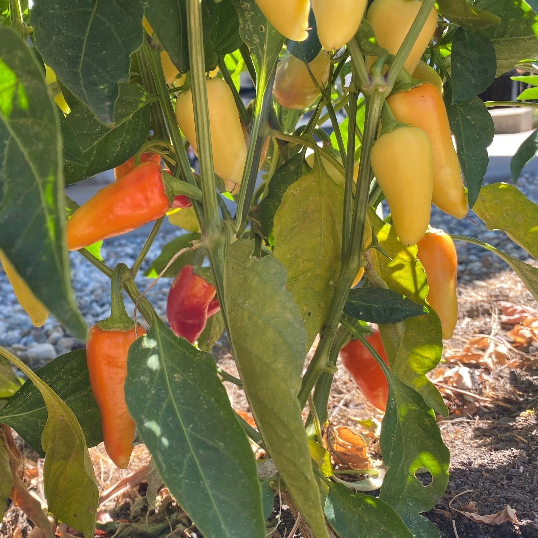 santa fe peppers ripening on a plant