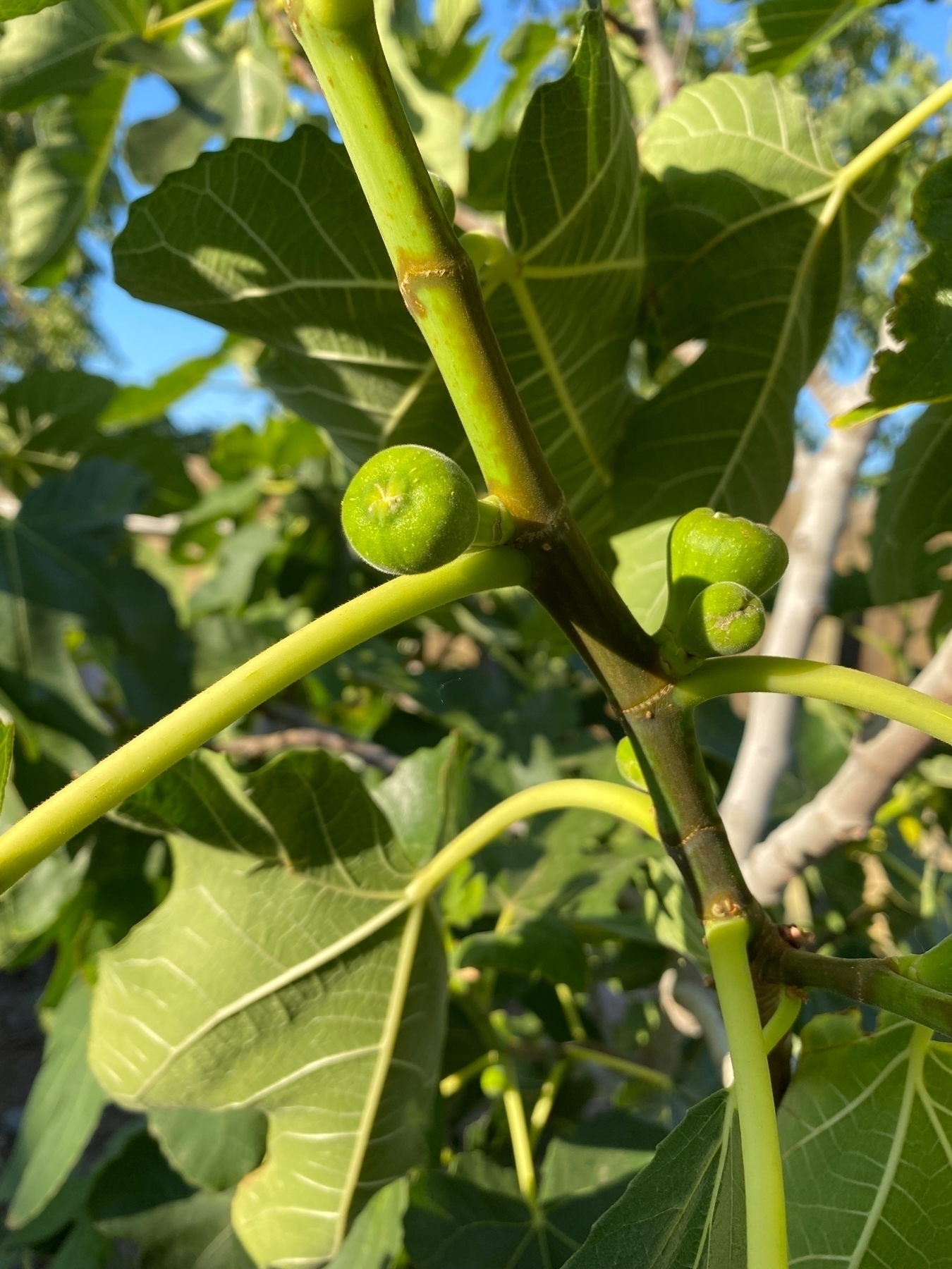 young green figs on a fig tree