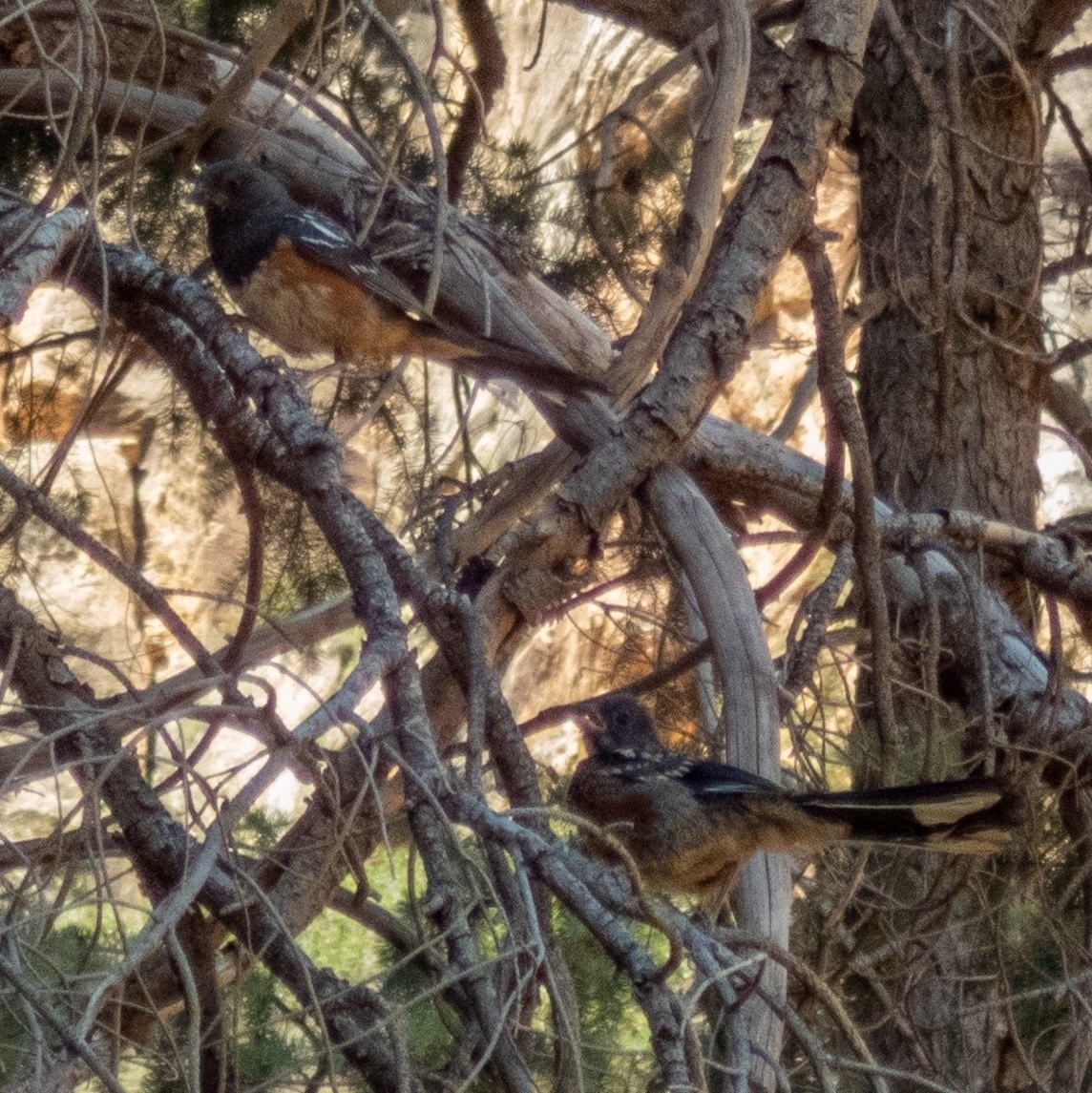 two spotted towhees in a messy tree