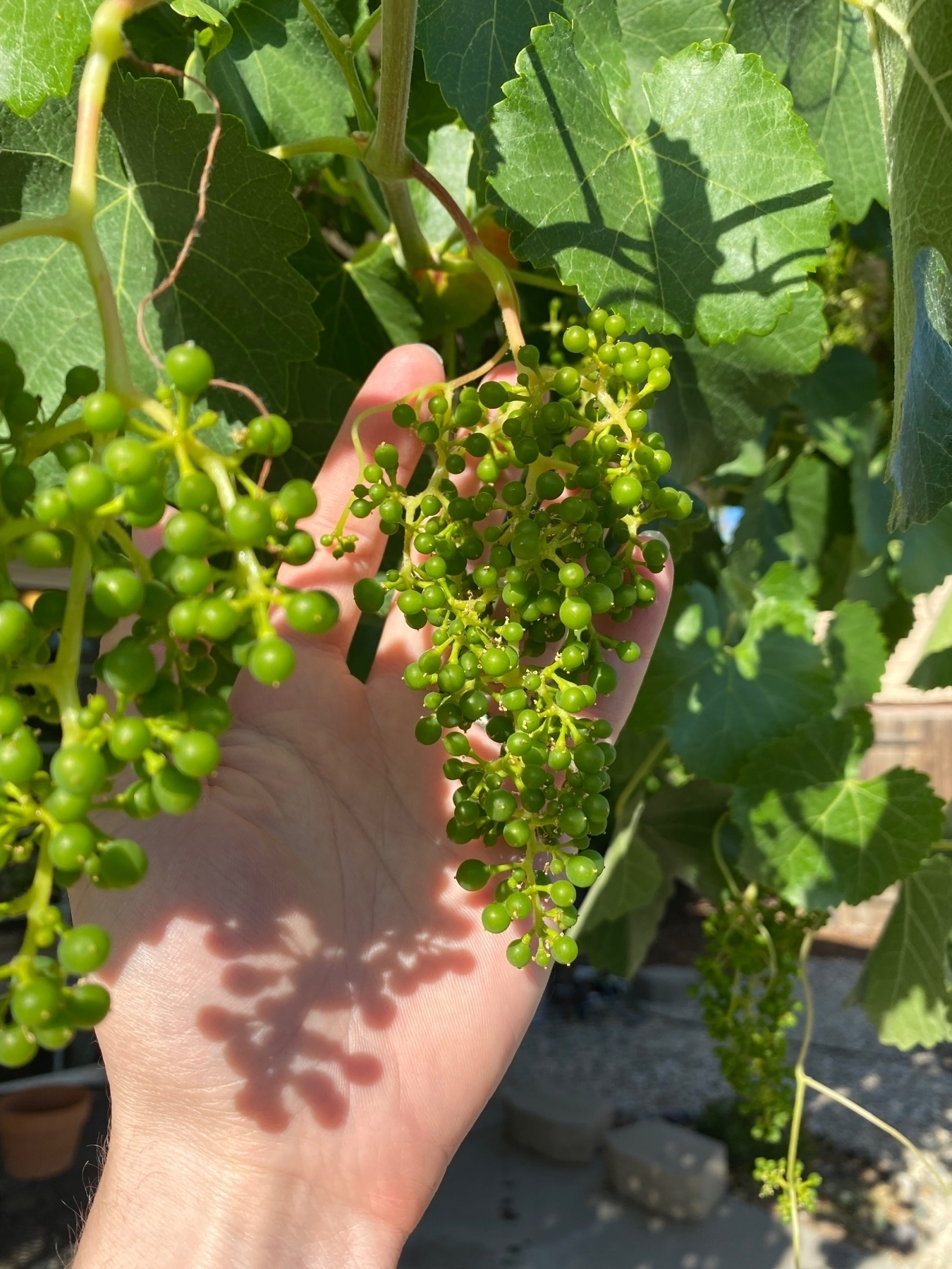 a bunch of green, unrobe grapes hanging in the sunshine