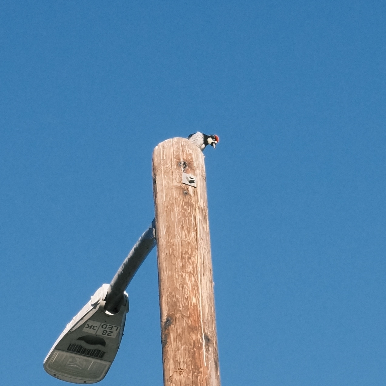 red headed & black body acorn woodpecker laughing atop a light pole against a clear blue sky