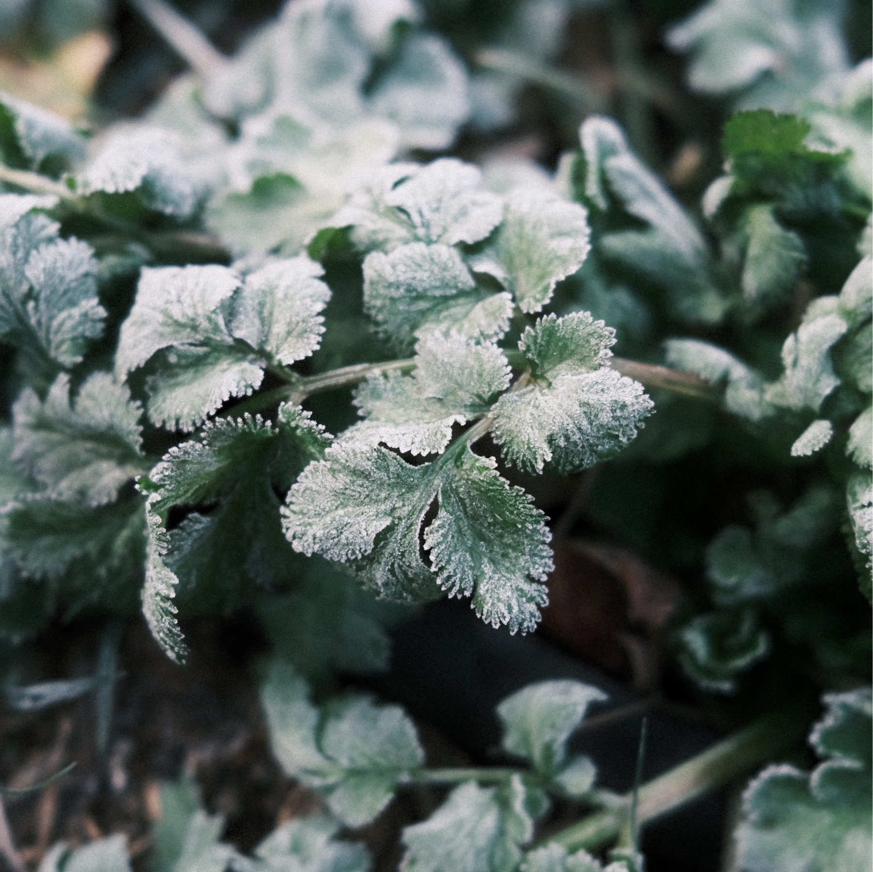 frosty cilantro