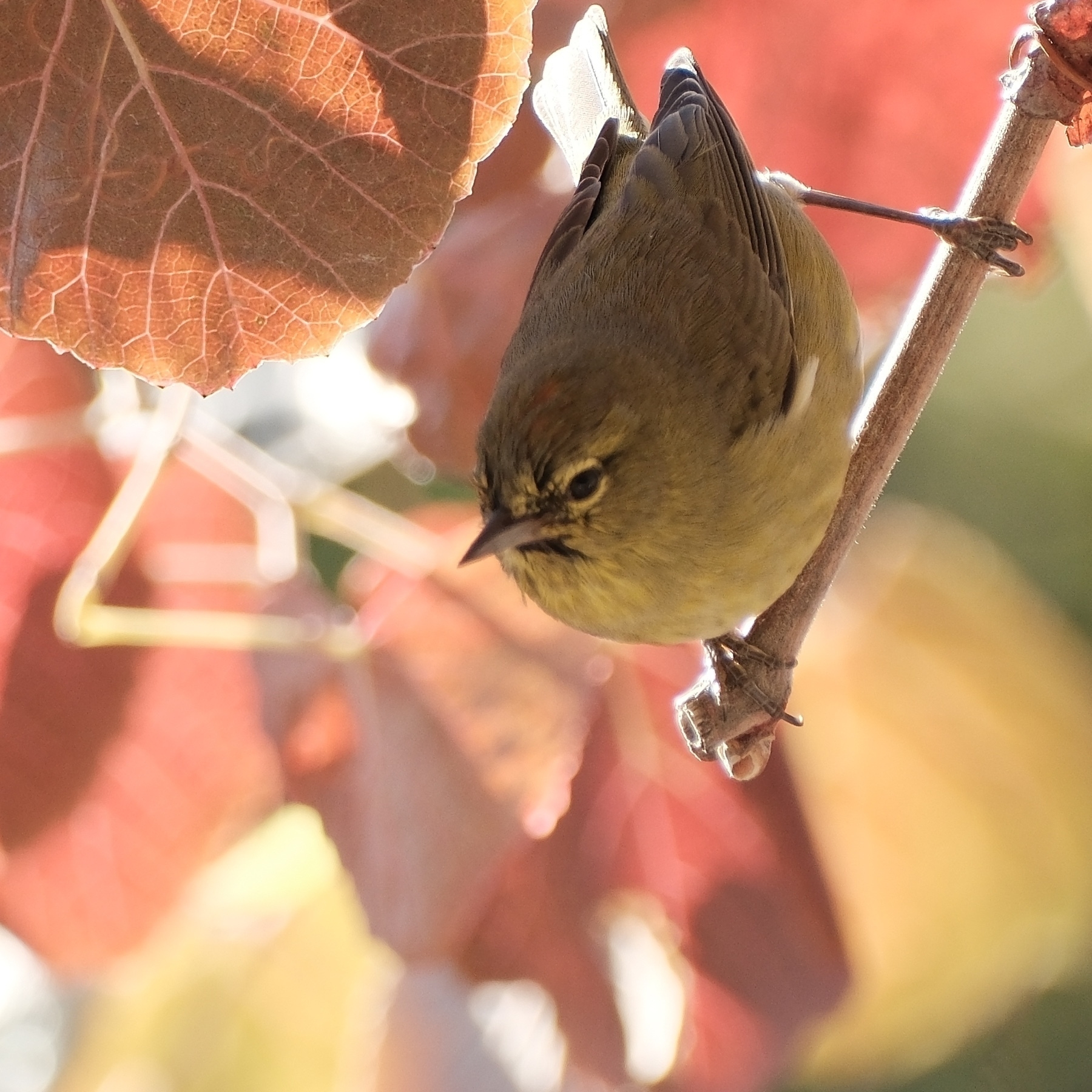 a yellowish bird with a ruby color patch on its head, perched on a grape vine