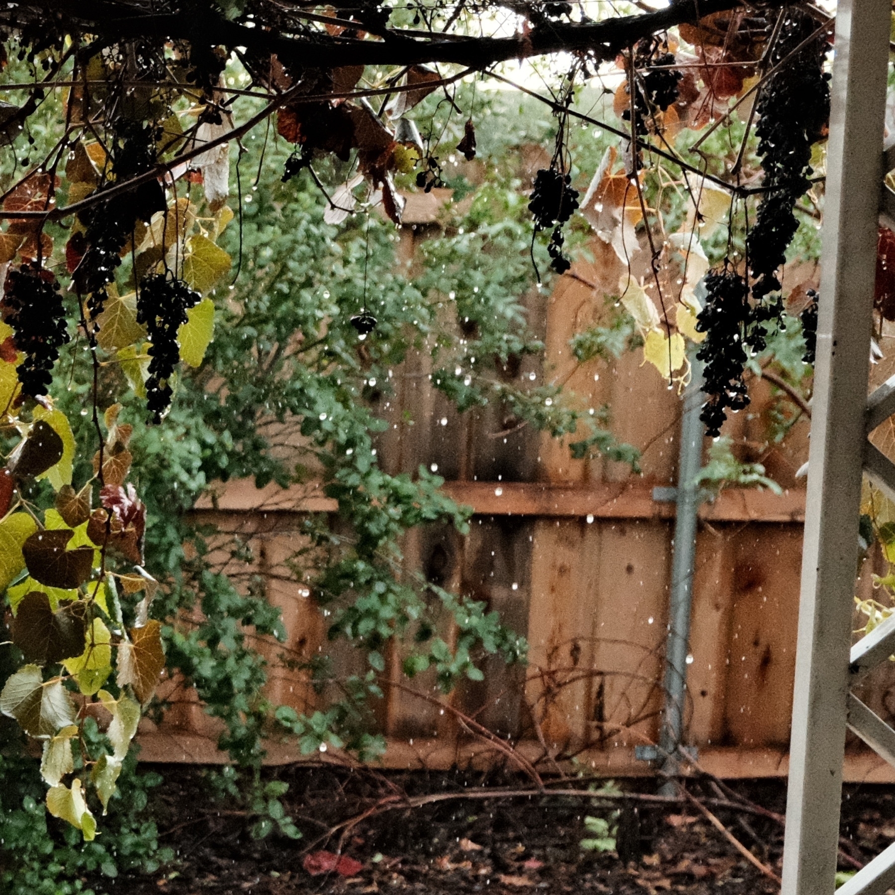 Rain drops dripping from an awning and a grape vine with dark, almost black, dessicated grapes. Vibrant native vegetation is slightly blurred in the background.