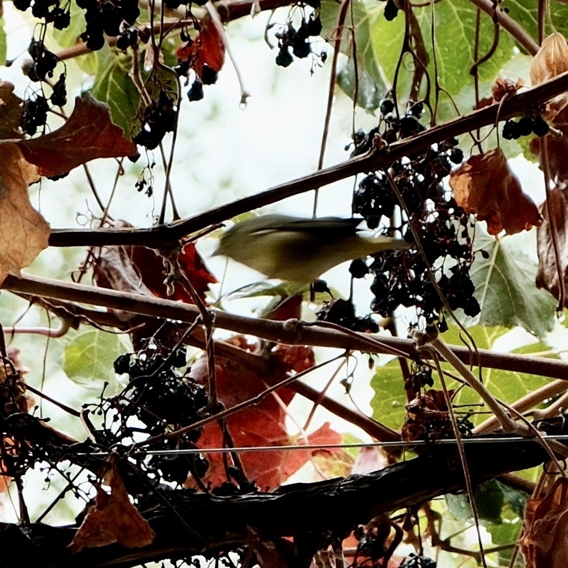 a yellowish Kinglet bird in a geape vine surrounded by grapes.