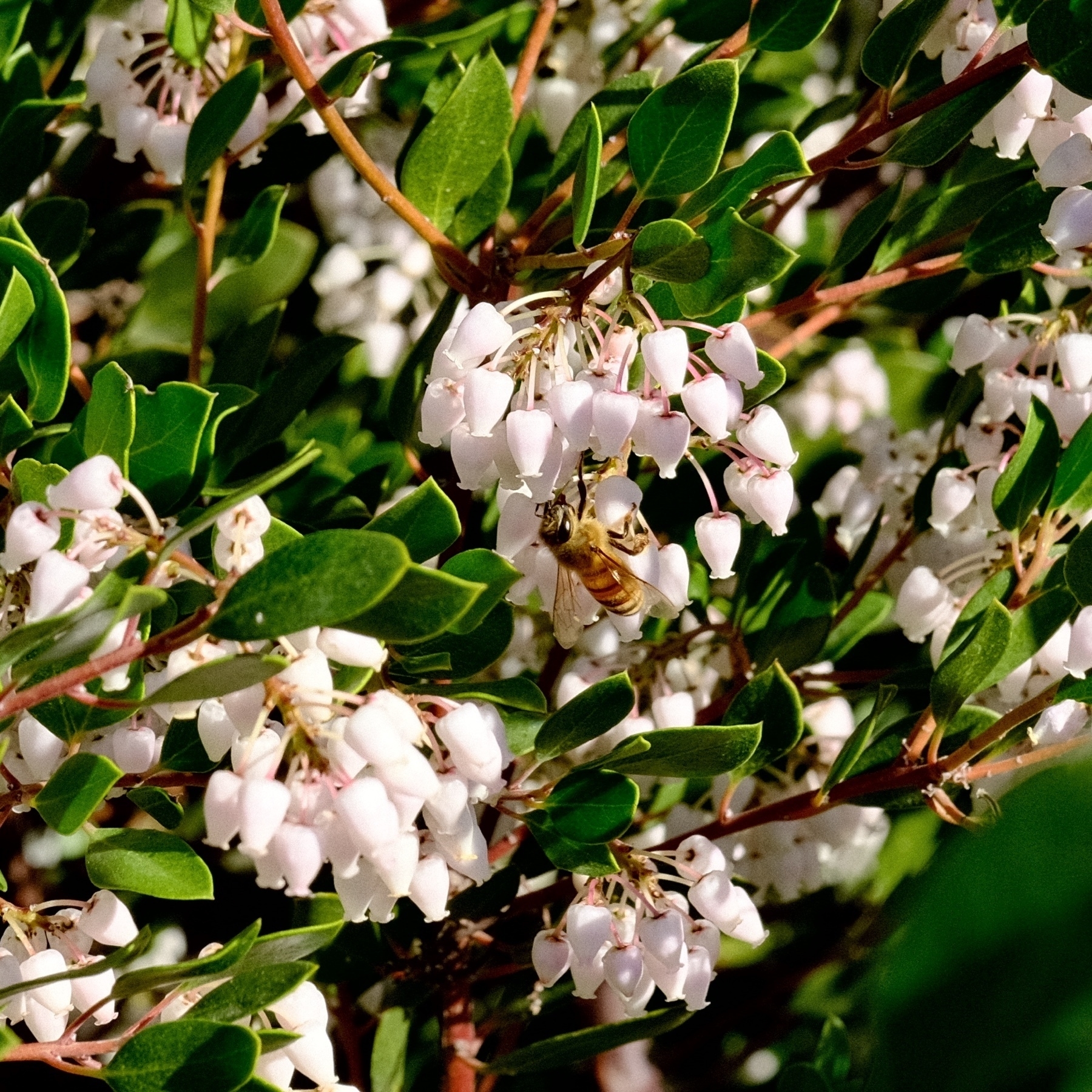 bell shaped manzanita flowers with a foraging european honey bee