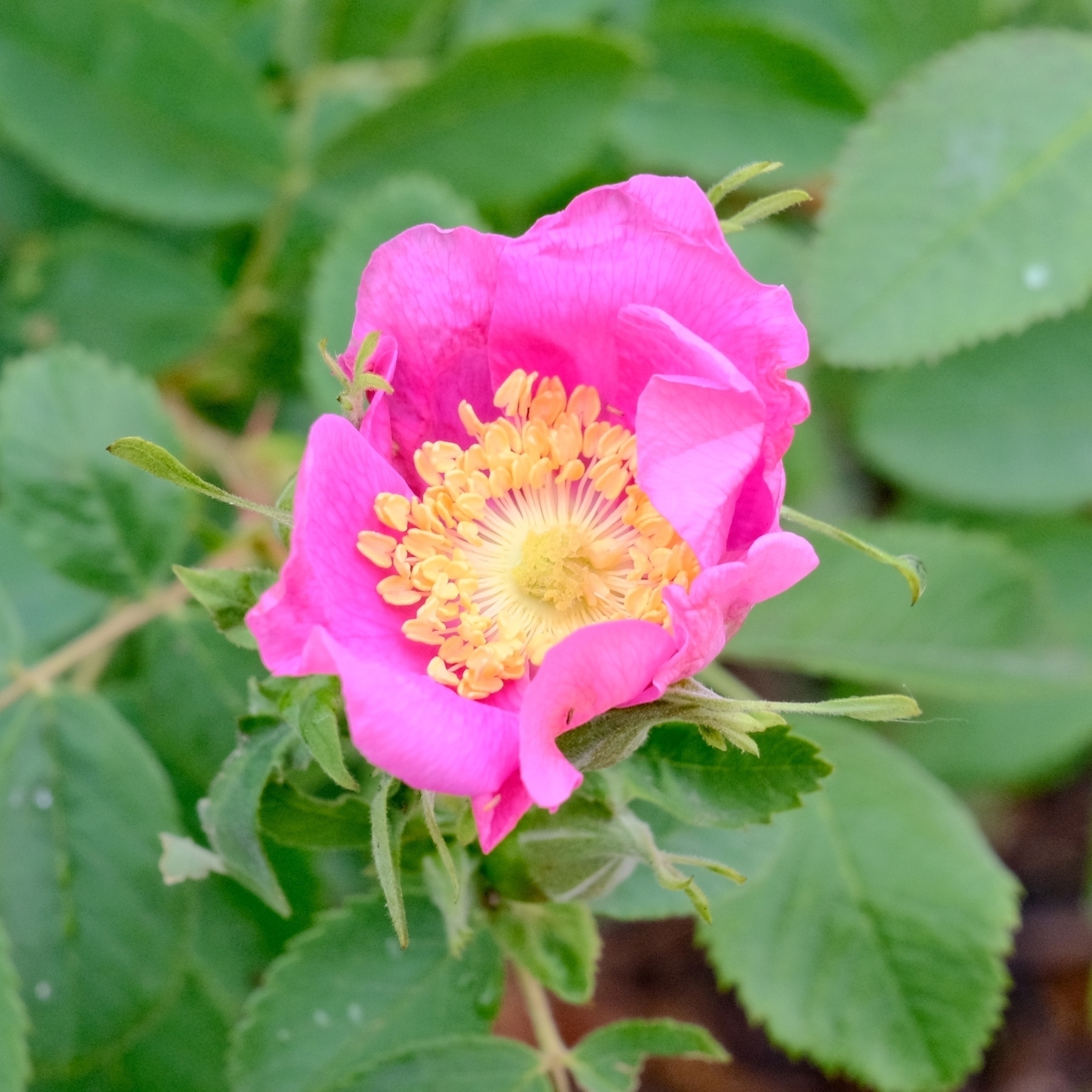 magenta rose with yellow center and luscious foliage behind
