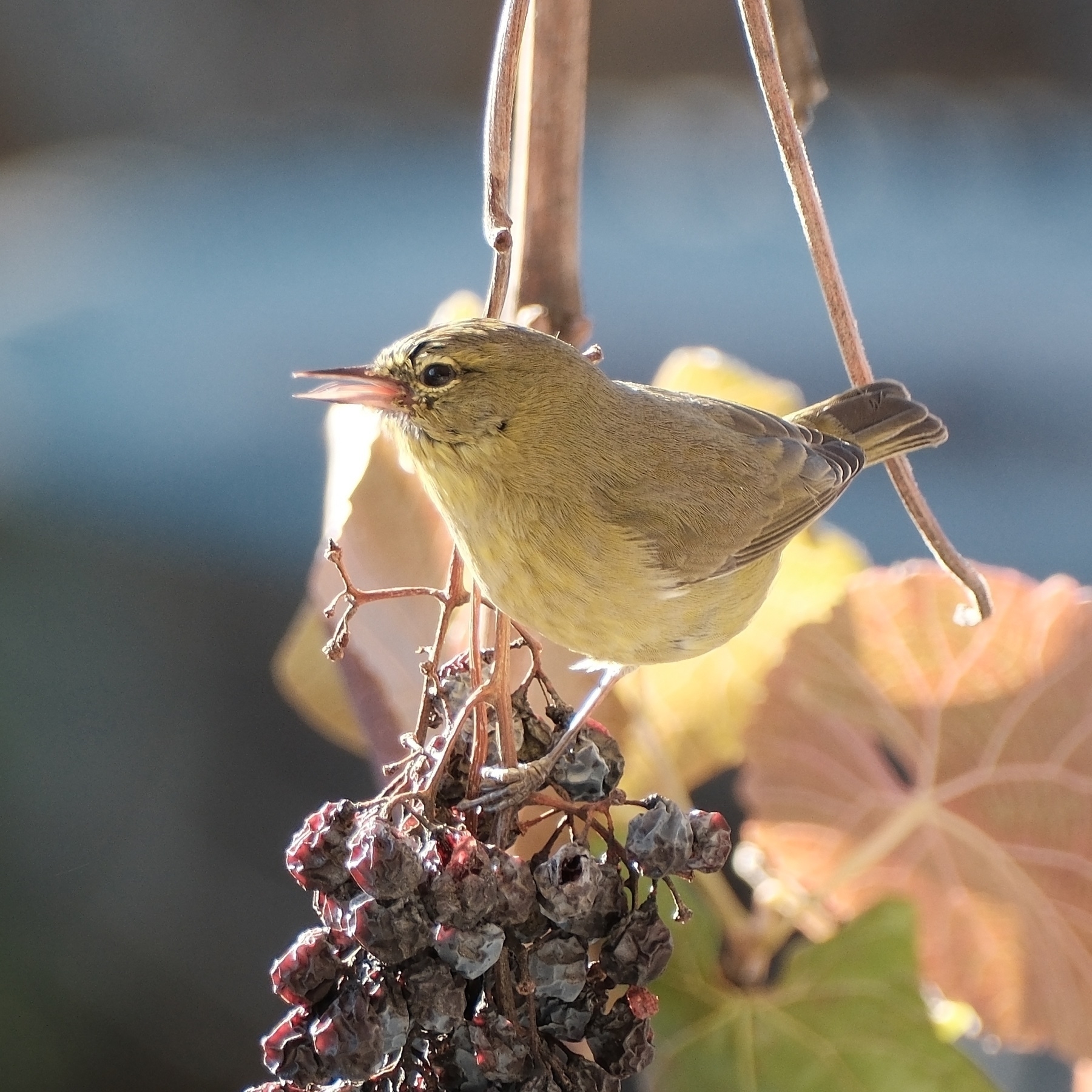 yellowish bird perched atop a clump of raisins